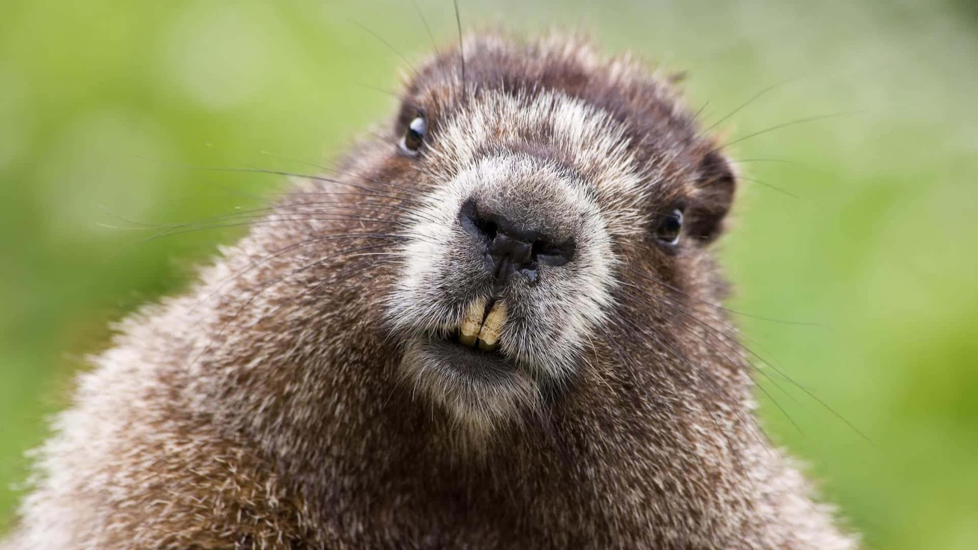 Close Up Beaver Face