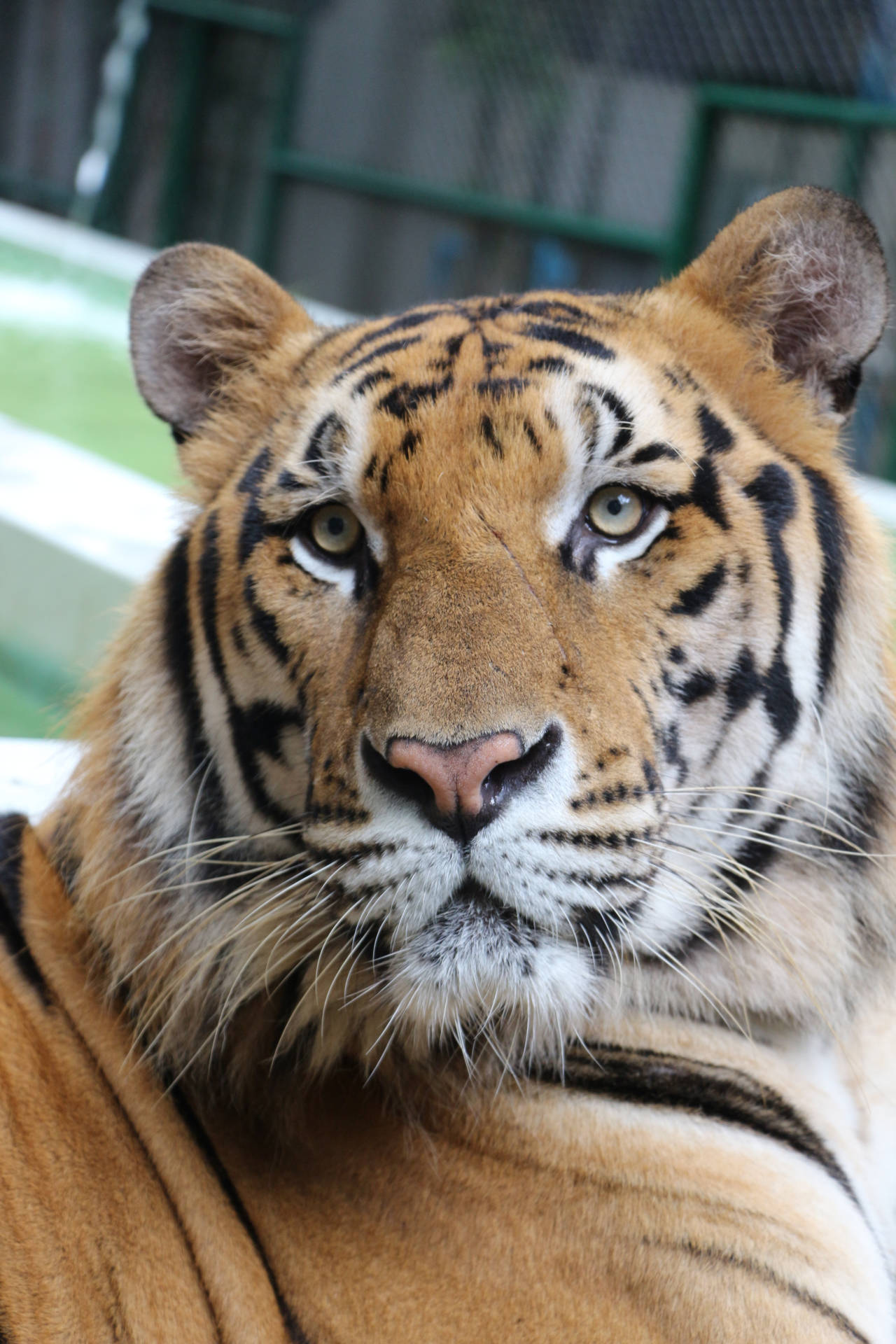 Close-up Bengal Tiger Iphone Background