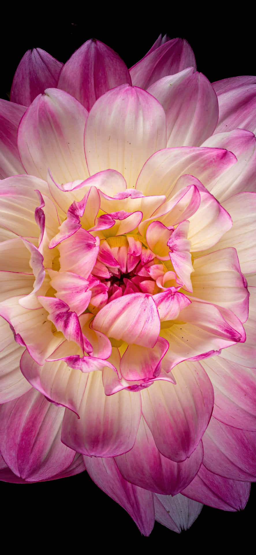 Close-up Black And Pink Flower Background