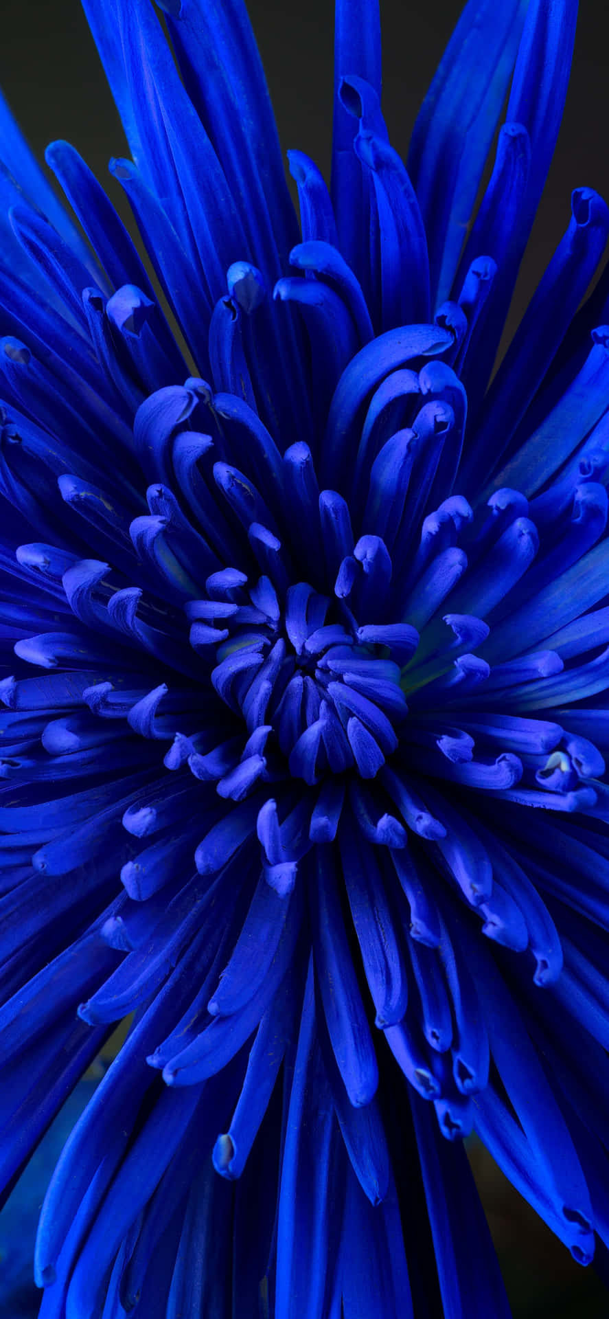 Close-up Blue Chrysanthemum Flower Background