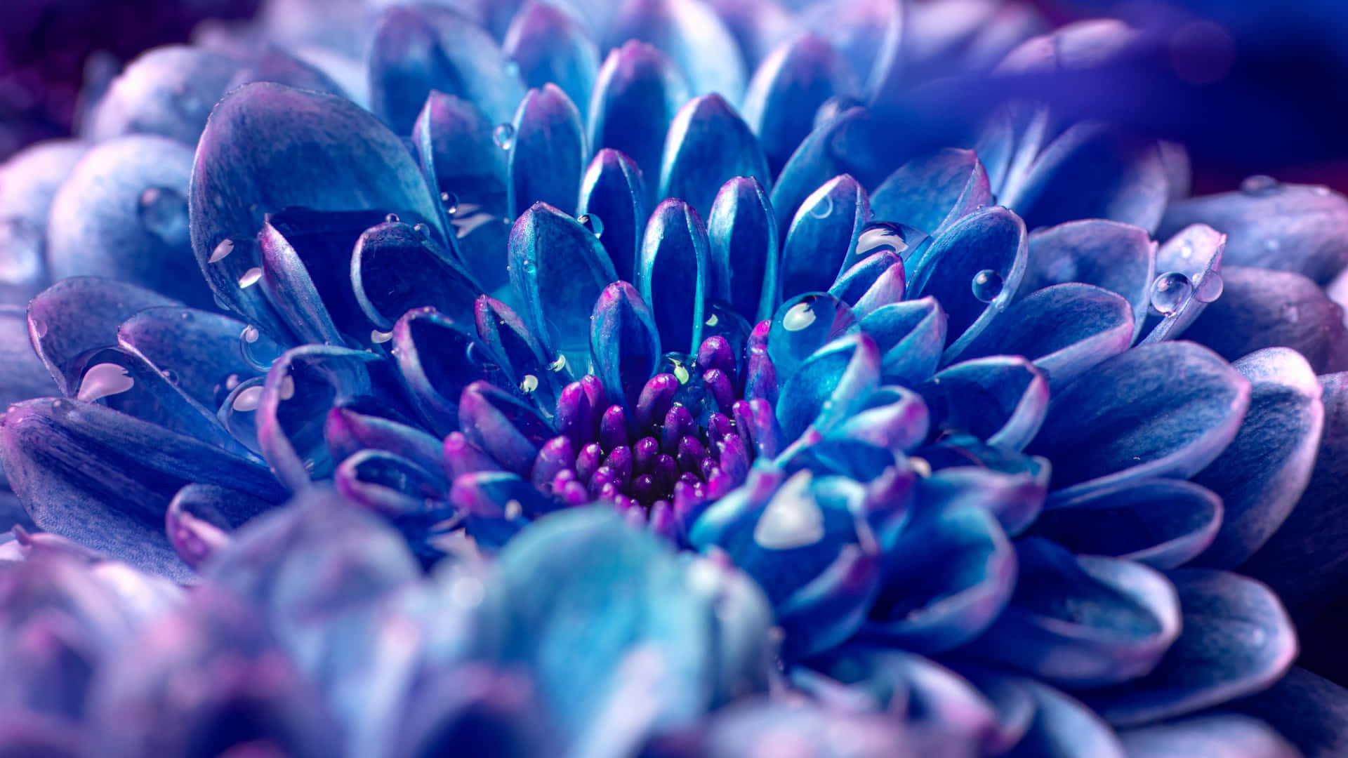 Close-up Blue Dahlia Flower Background