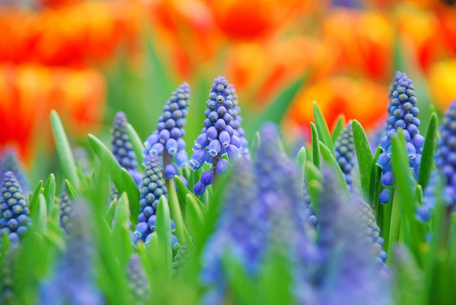 Close-up Blue Grape Hyacinth Flowers Background