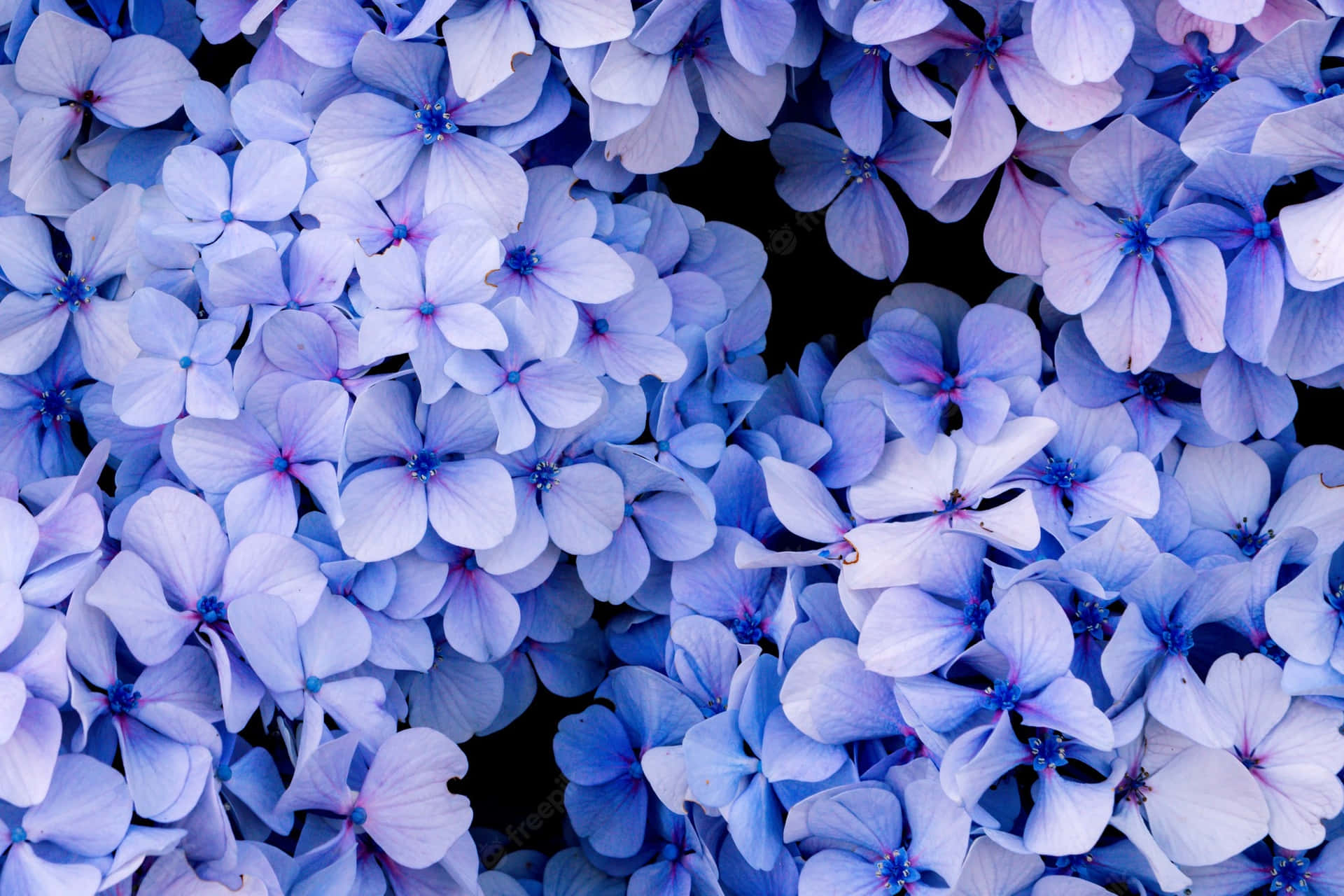 Close-up Blue Hydrangea Flowers