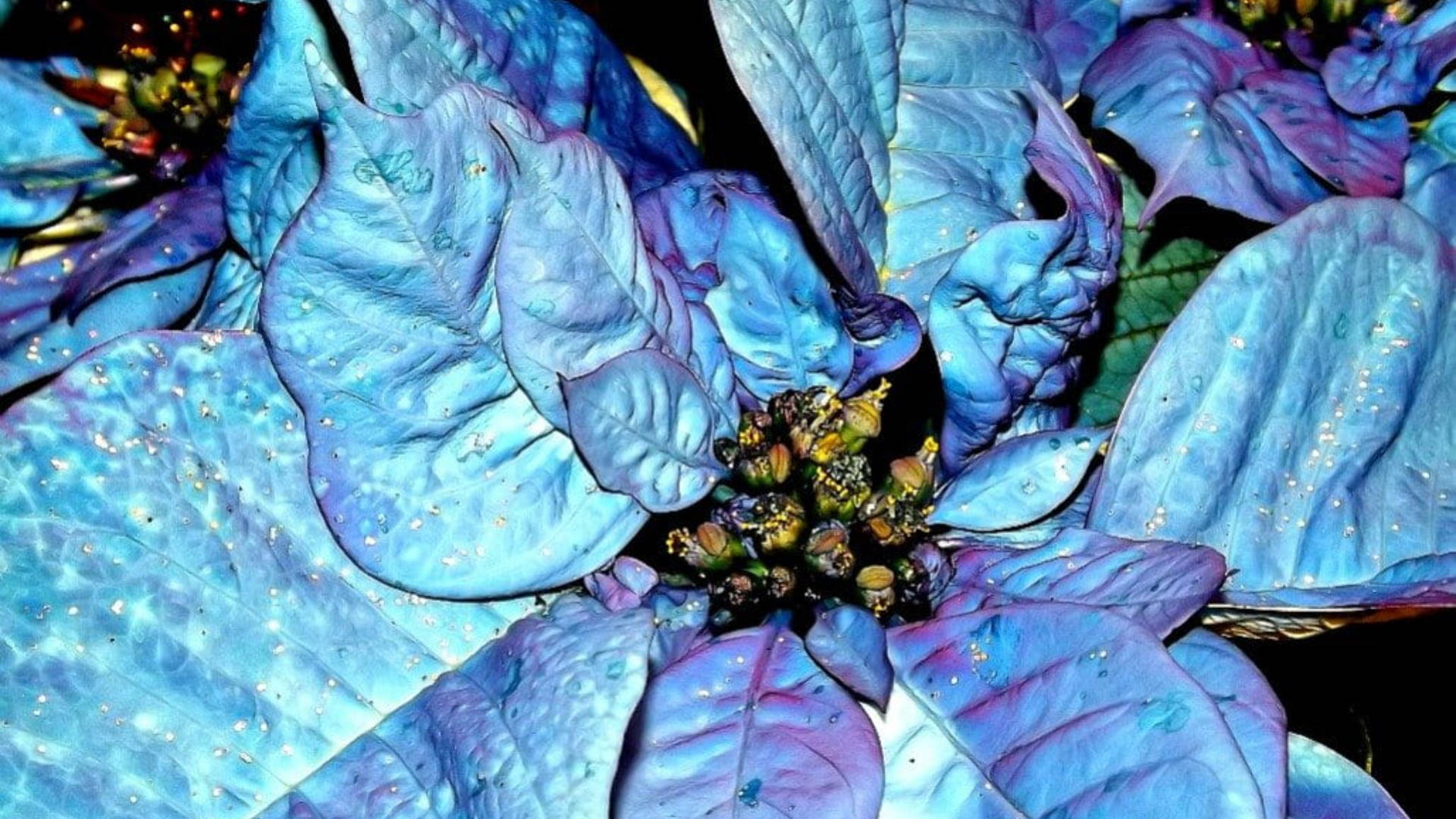 Close-up Blue Poinsettia Background