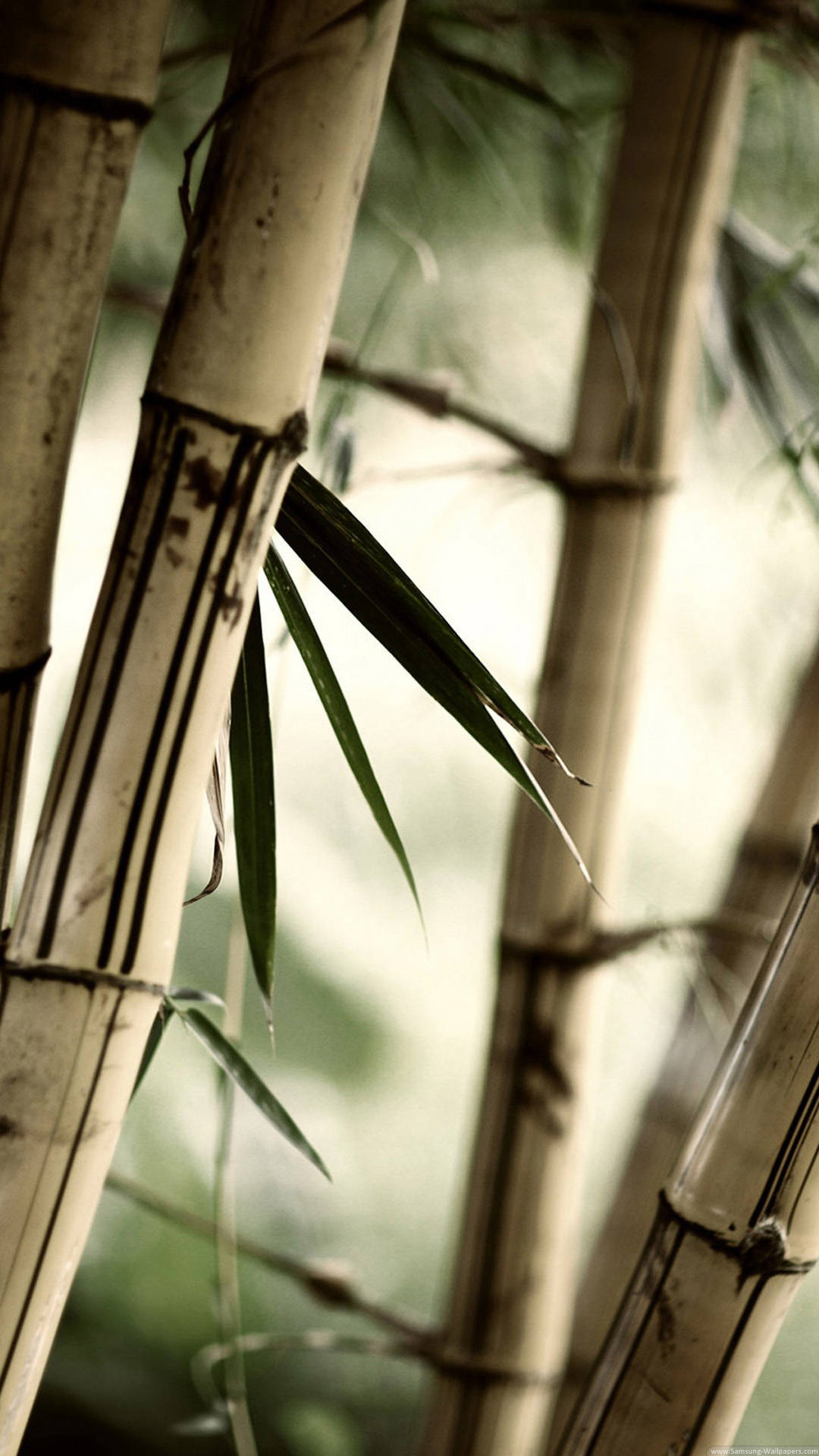 Close Up Brown Bamboo Iphone