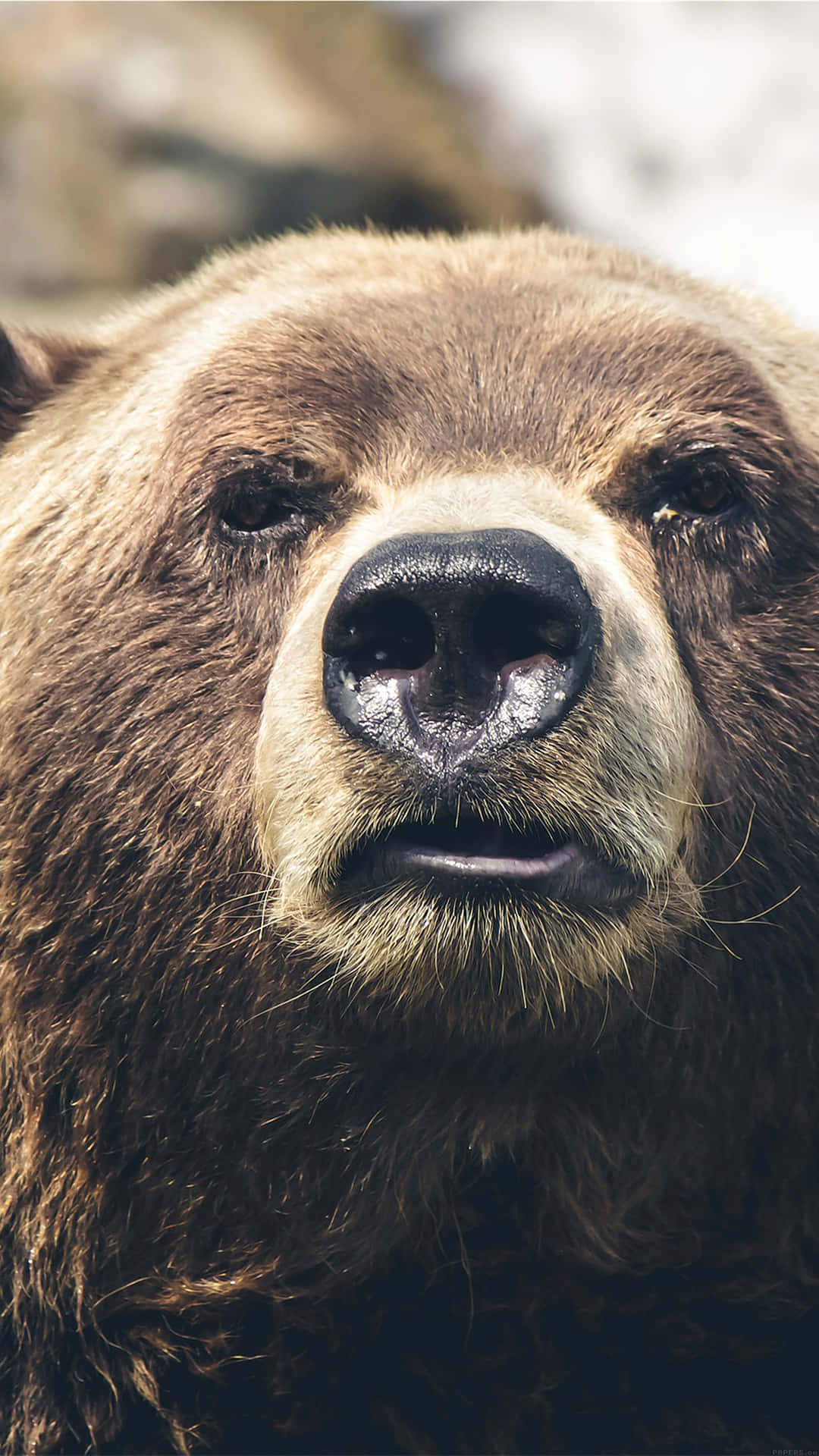 Close Up Brown Bear Portrait Background
