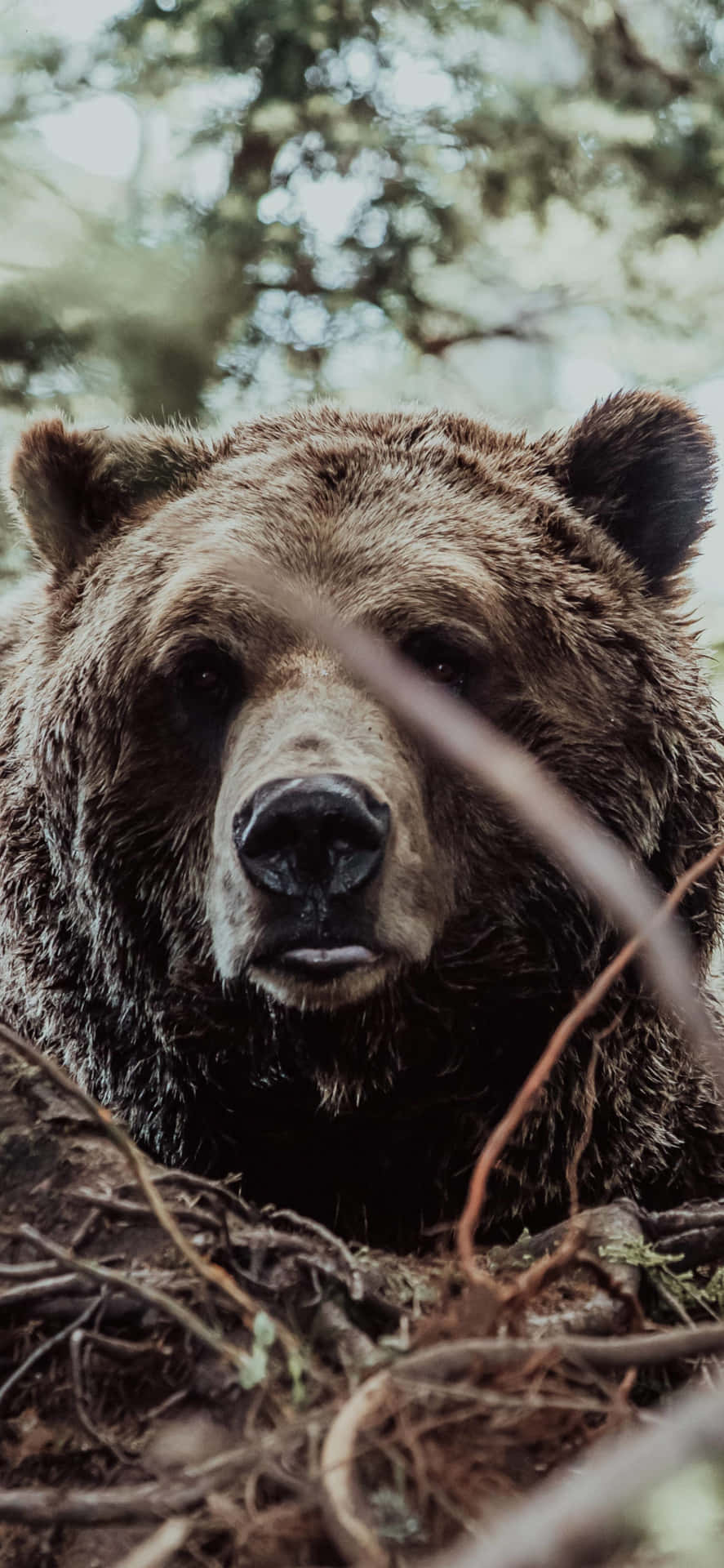 Close Up Brown Bear Portrait Background