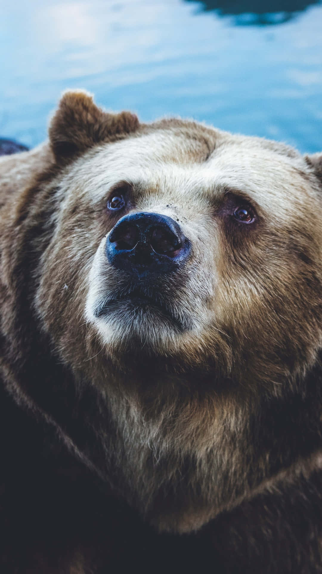 Close Up Brown Bear Portrait Background