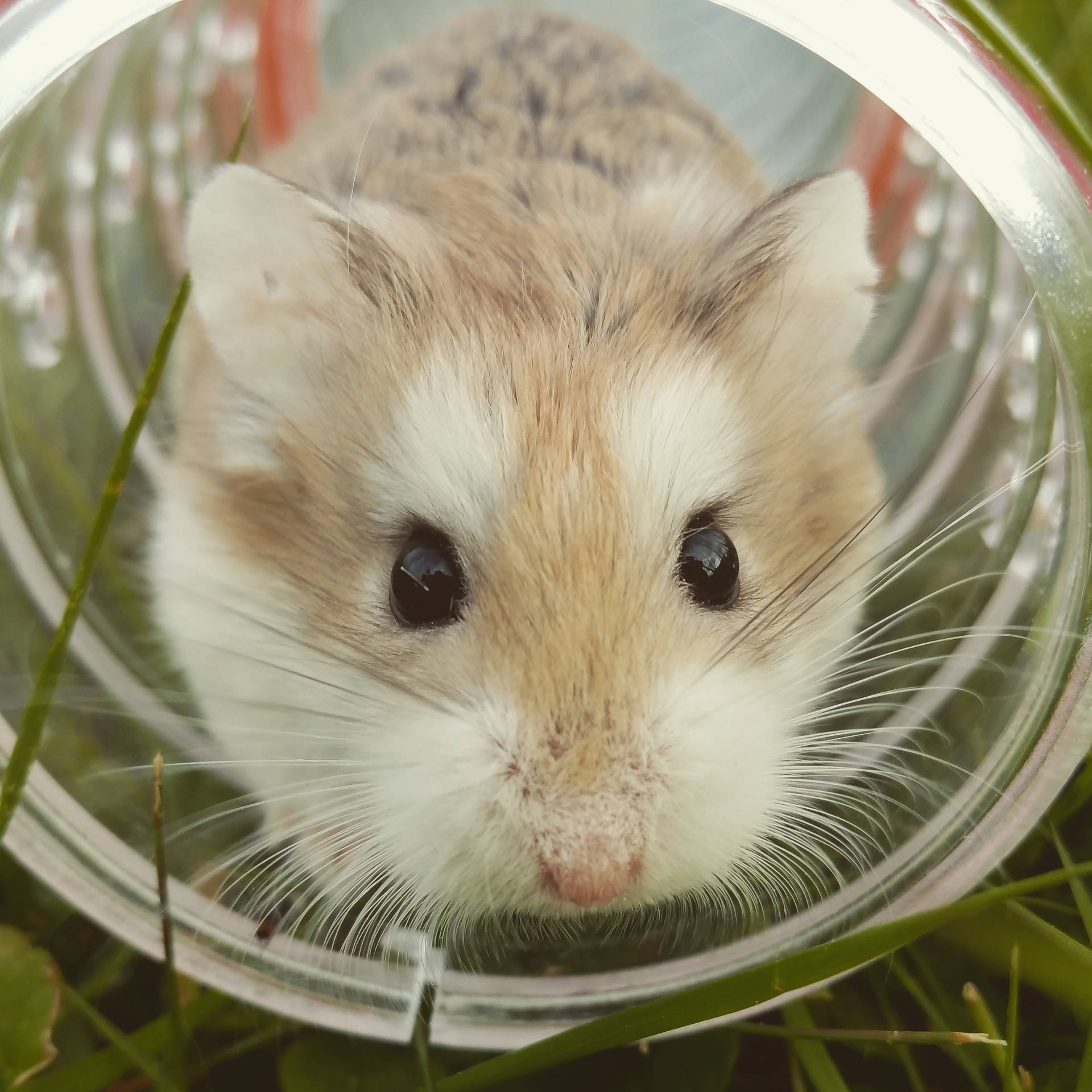 Close-up Brown Hamster Background