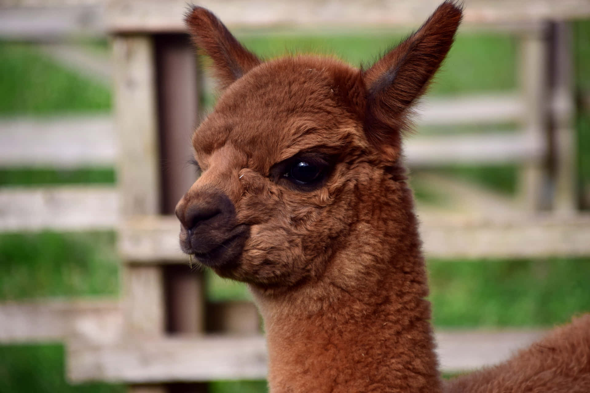 Close Up Brown Llama Farm Animal.jpg Background