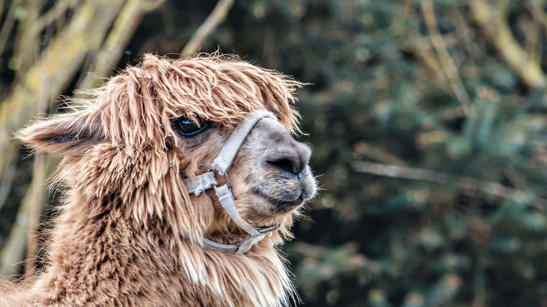 Close Up Brown Llama With Halter Background