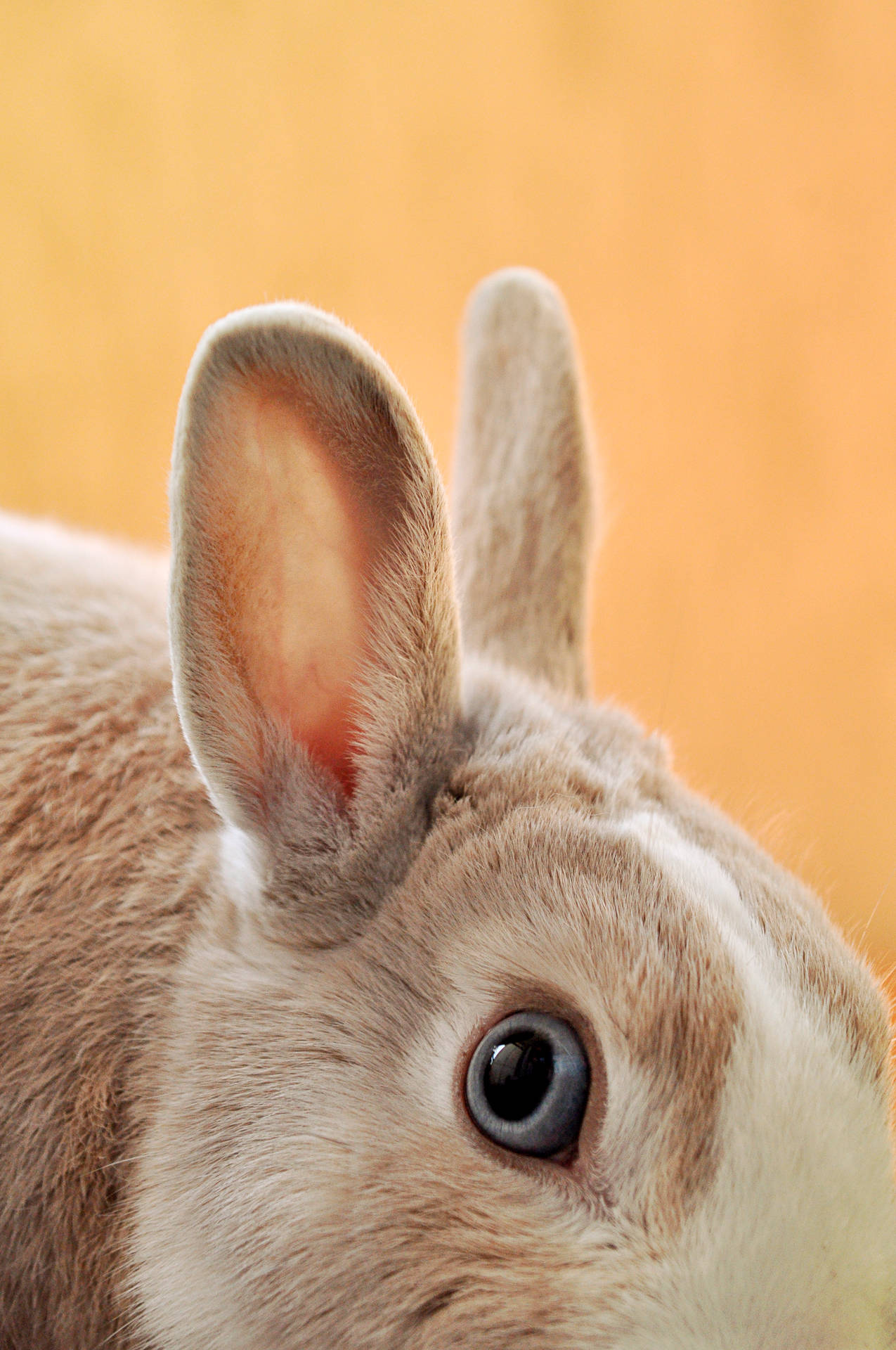 Close-up Brown Rabbit Background