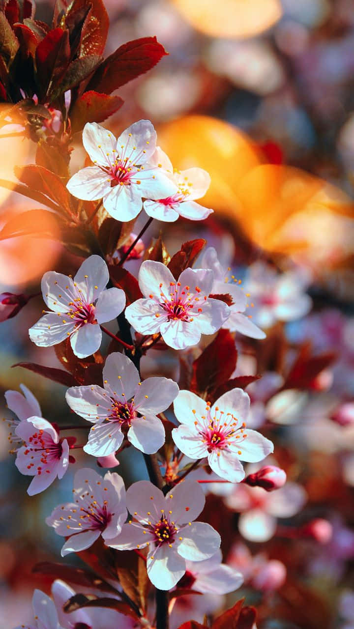 Close-up Bunch Of Cherry Blossom Flowers