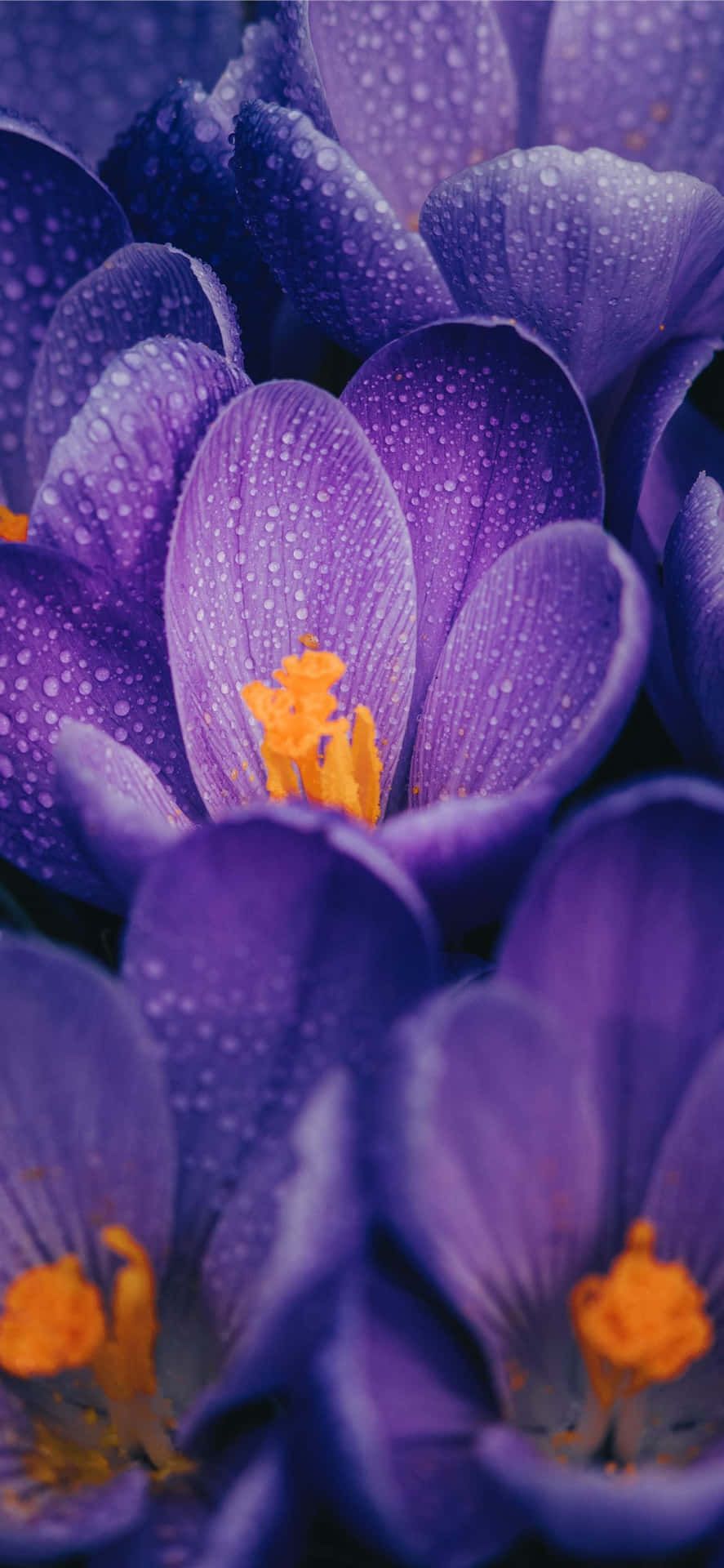 Close-up Capture Of Wet Purple Flowers Background