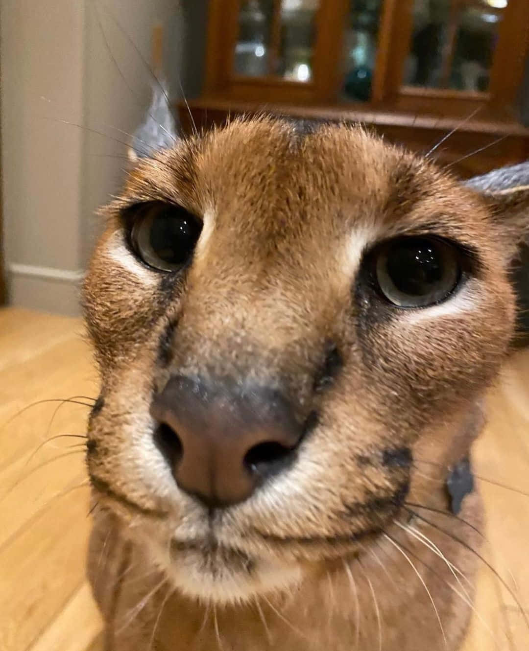 Close Up Caracal Face Background