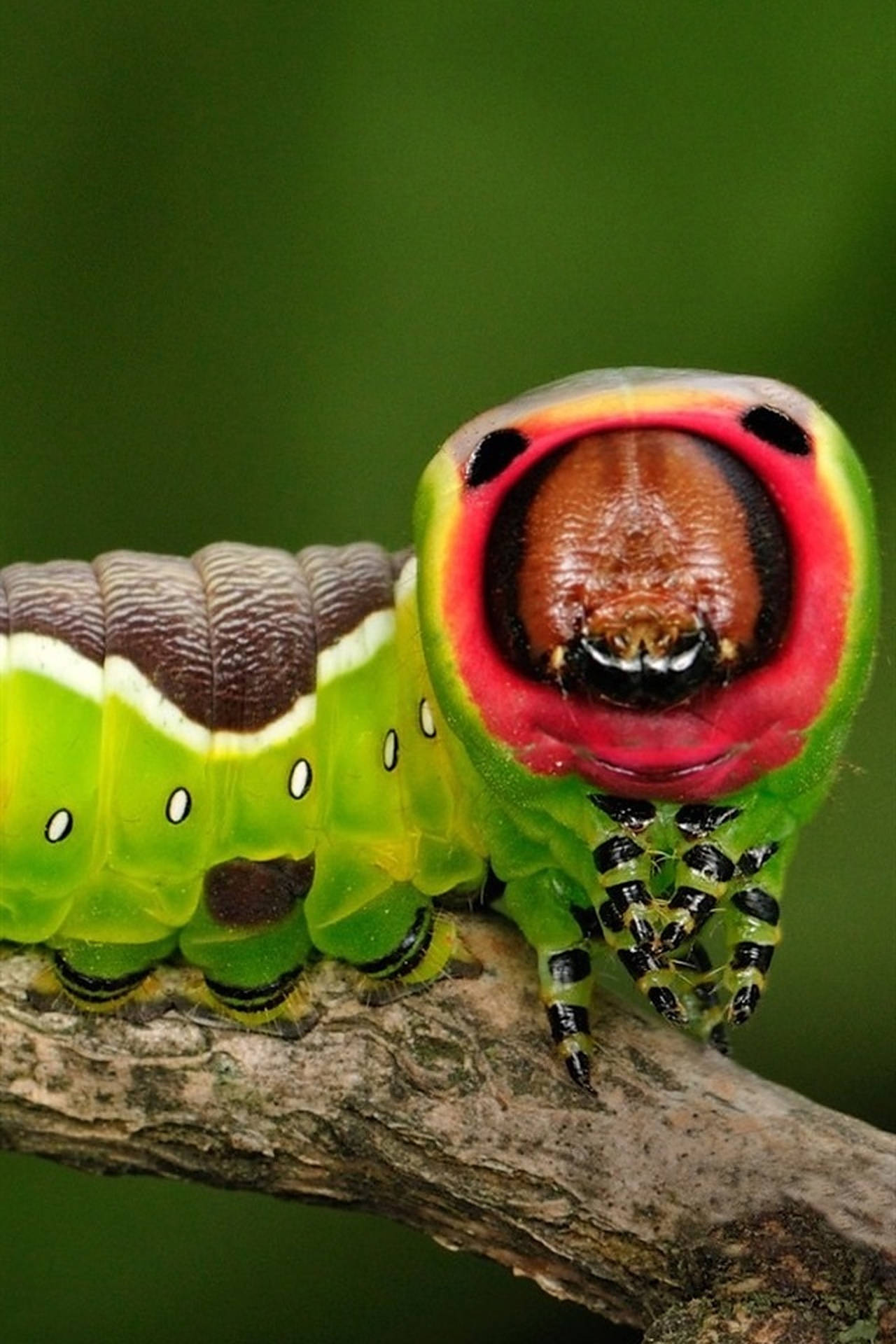 Close-up Caterpillar Insect Background