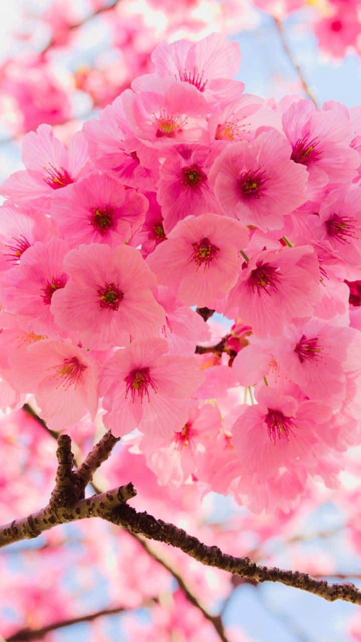 Close-up Cherry Blossom Flowers Sky