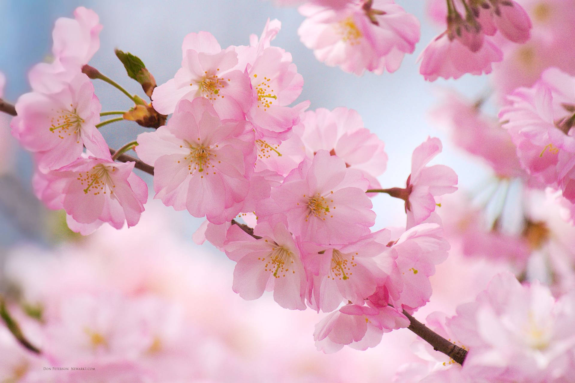 Close Up Cherry Blossom Background