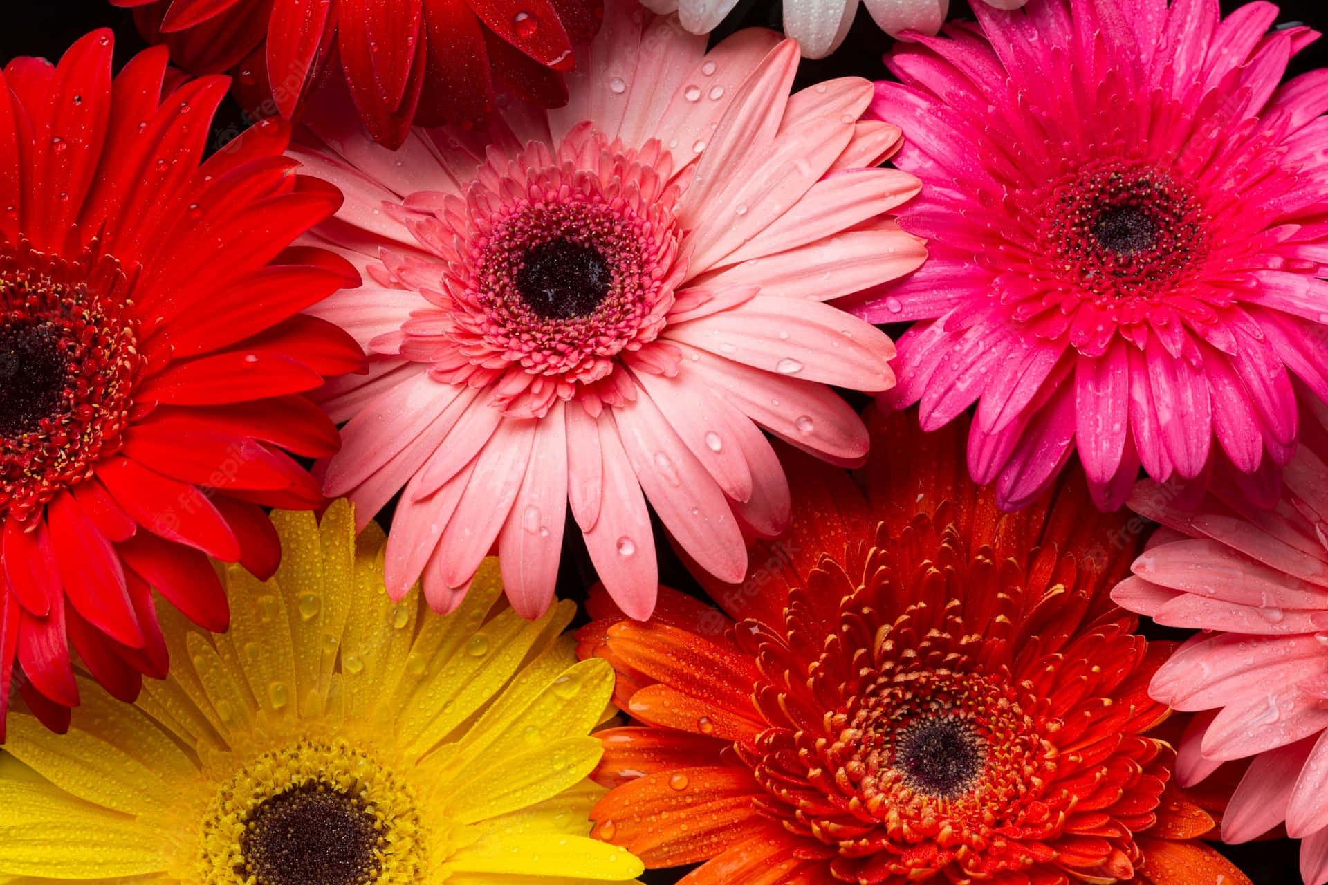 Close-up Colorful Daisy Flowers Background