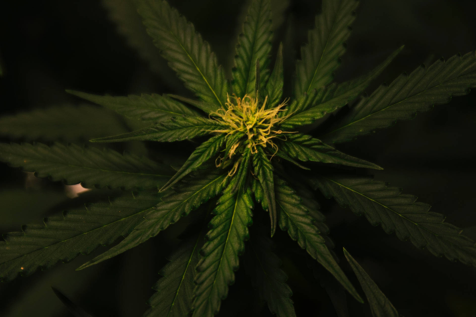Close-up Cool Weed Marijuana Plant Background