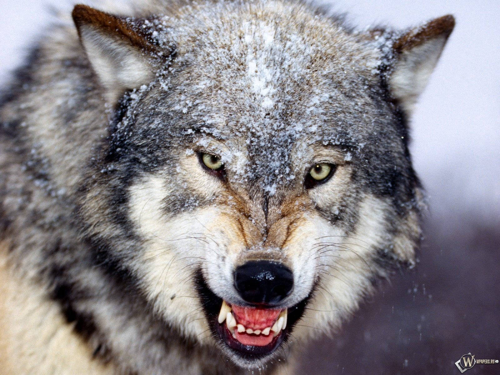 Close-up Cute Wolf Growling
