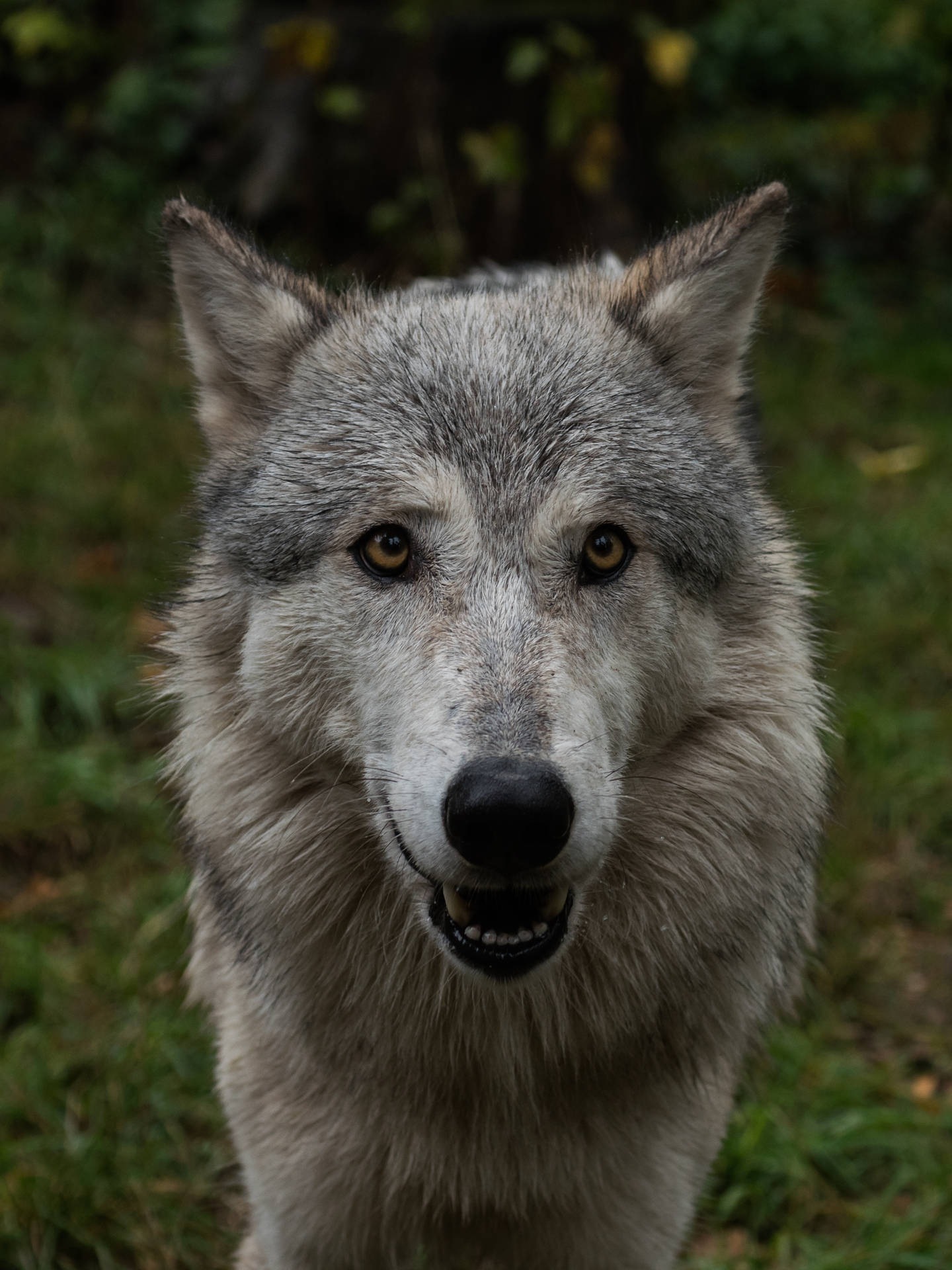 Close-up Cute Wolf Portrait Background