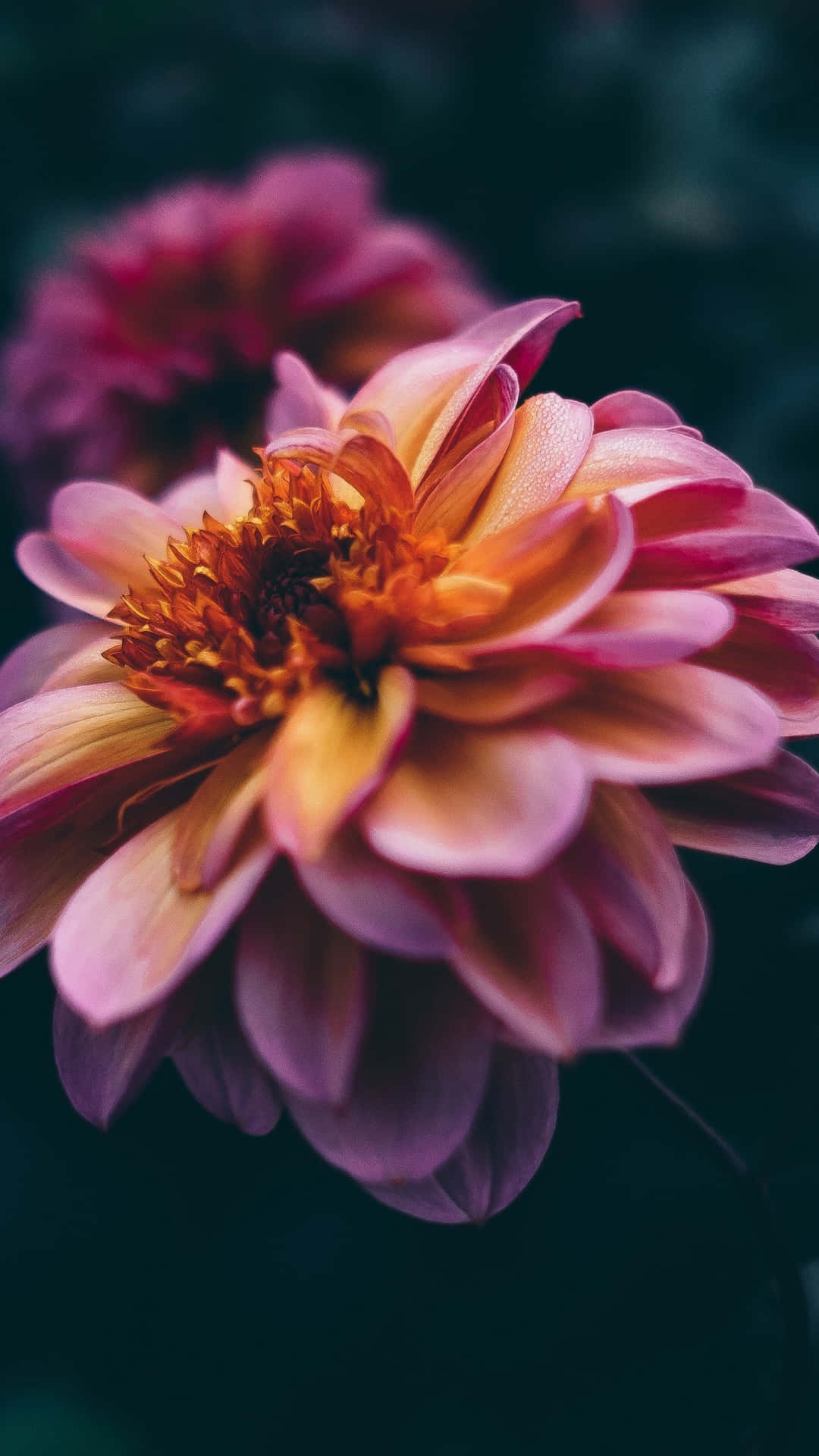 Close-up Dahlia Flower Pink Petals