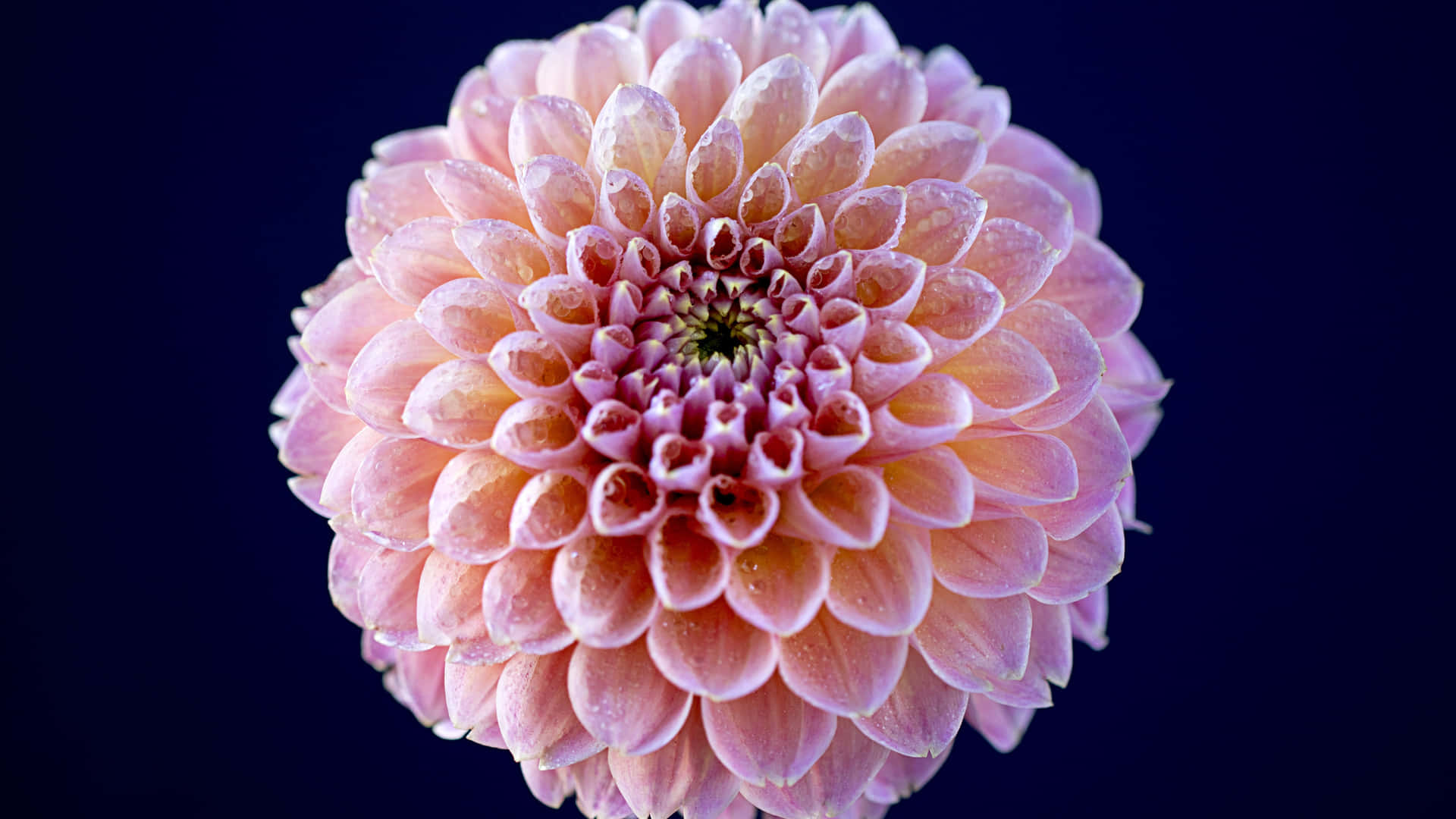 Close-up Dahlia Flower Pink Yellow Petals Background