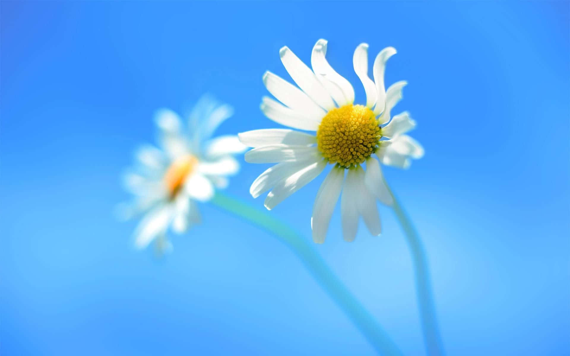 Close-up Daisy Flowers White Petals Background