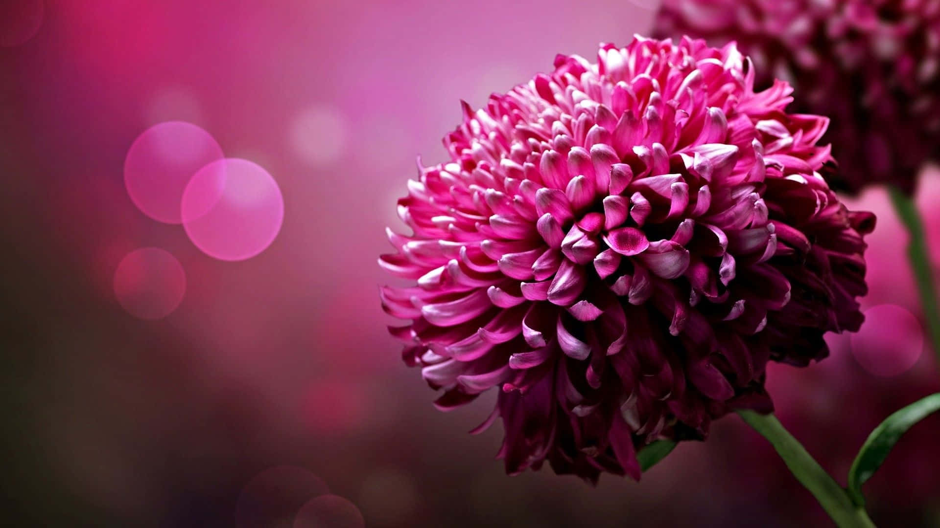 Close-up Dark Pink Chrysanthemum Flowers Background