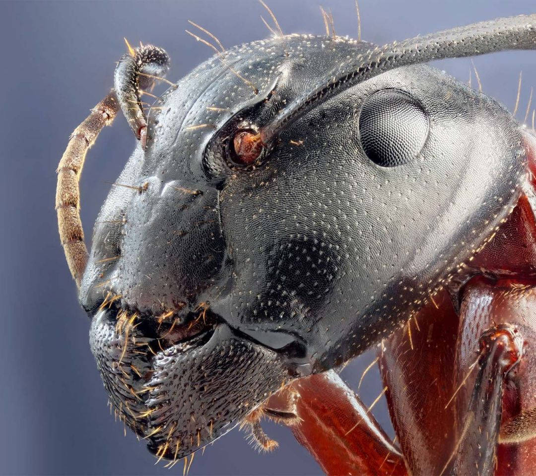 Close-up Detail Of A Cockroach Head