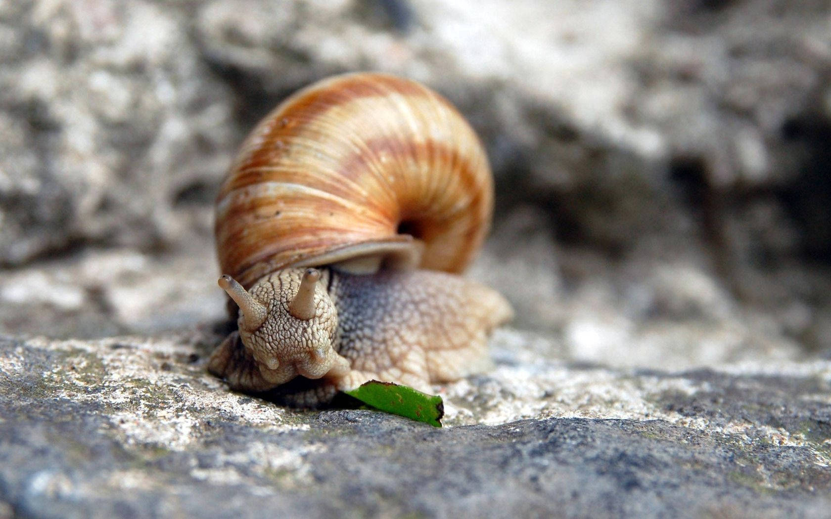 Close-up Detail Of A Vibrant Garden Snail Background