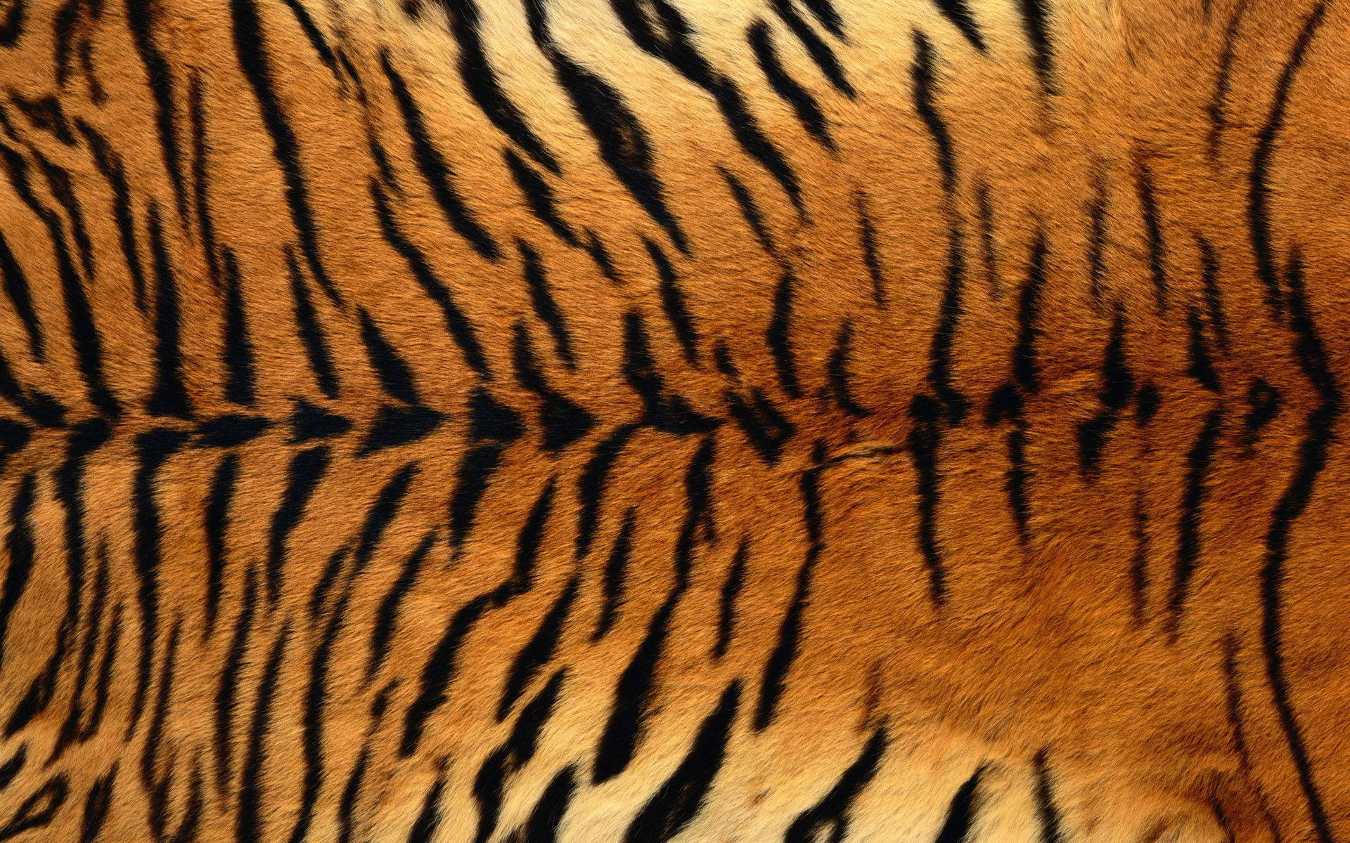 Close-up Detail Of Animal Fur