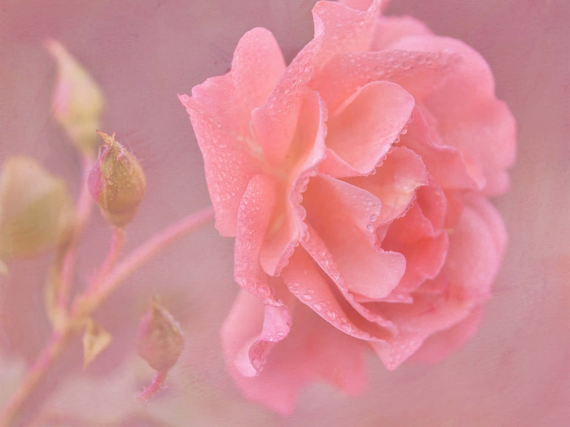 Close-up Elegant Pink Rose Flower Background