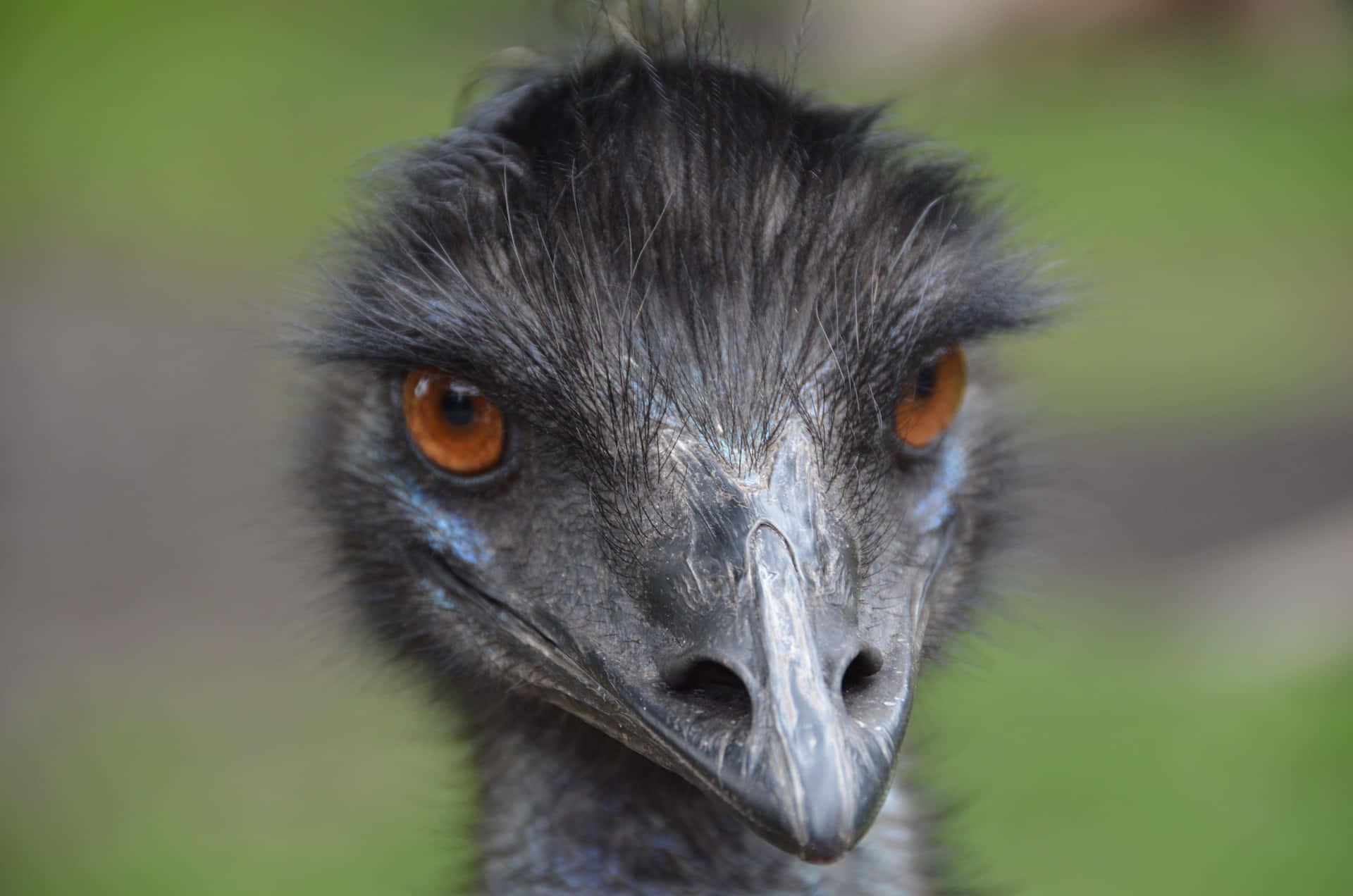 Close Up Emu Portrait Background