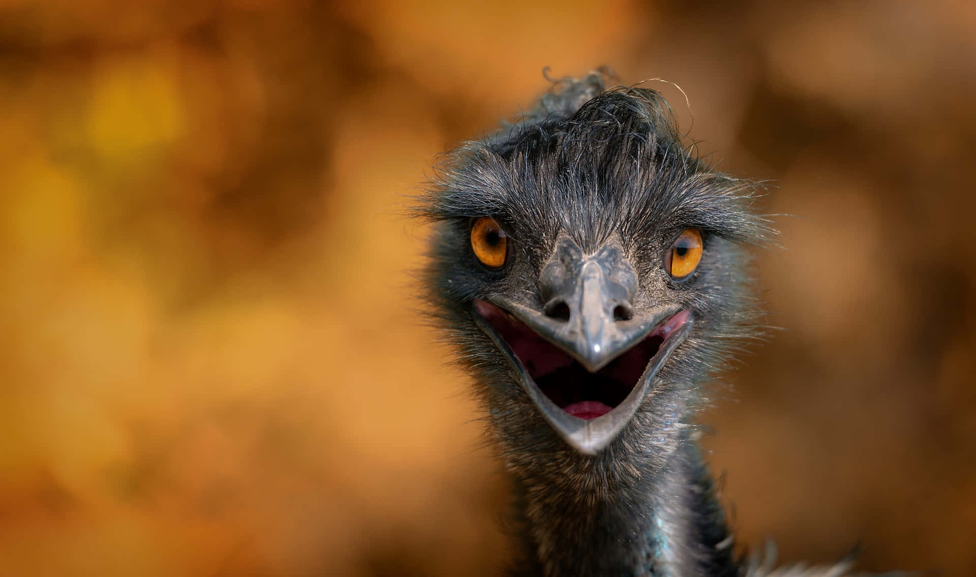 Close Up Emu Portrait Background