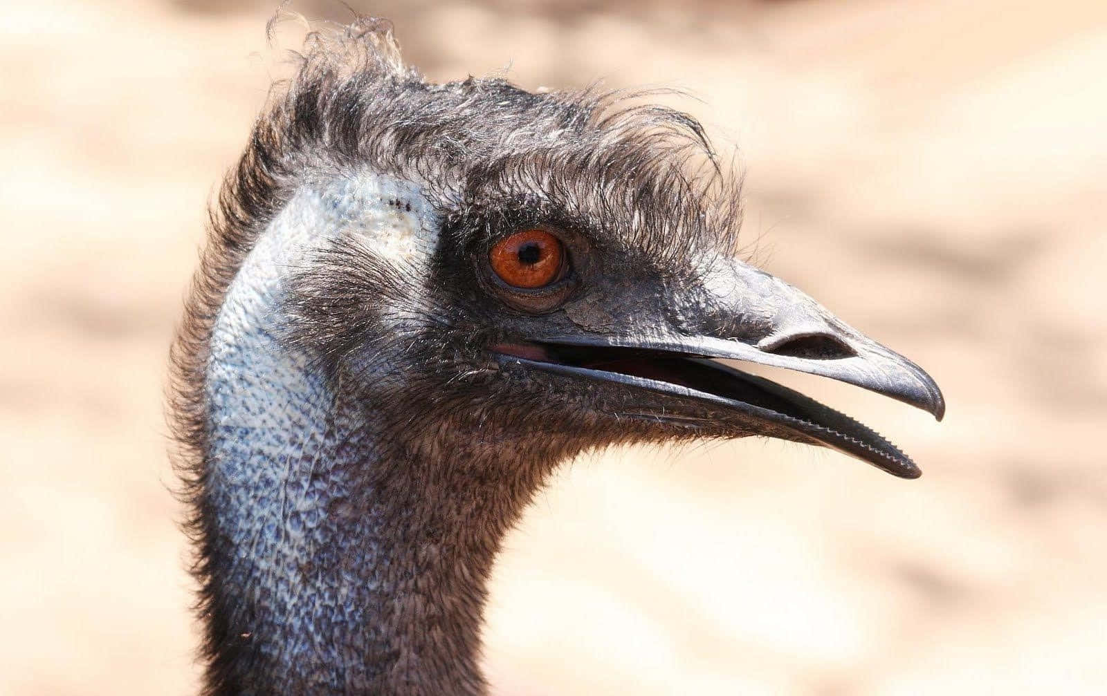 Close Up Emu Portrait