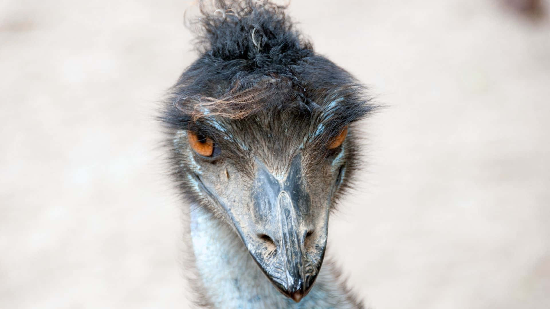 Close Up Emu Portrait Background