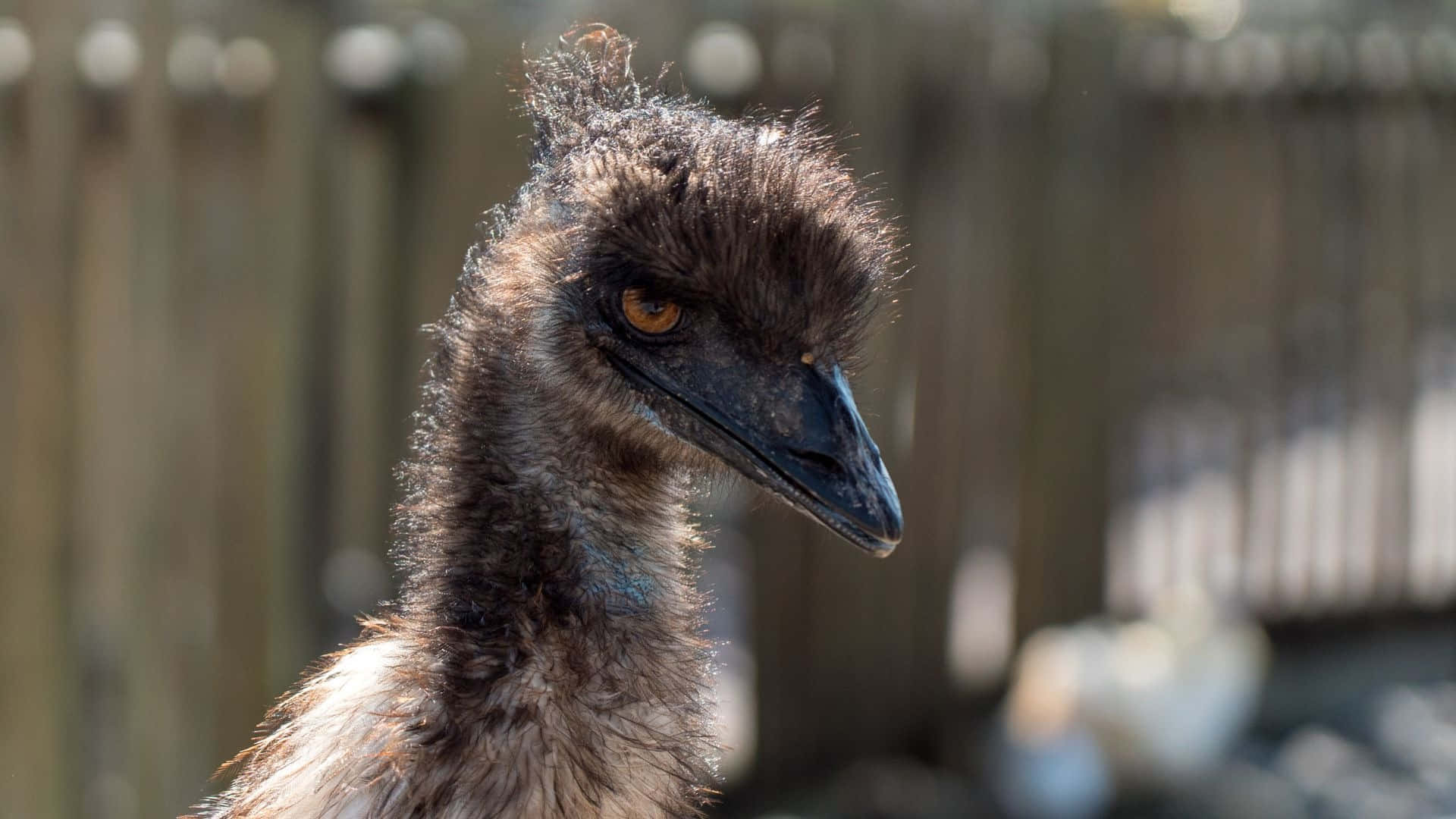 Close Up Emu Portrait Background