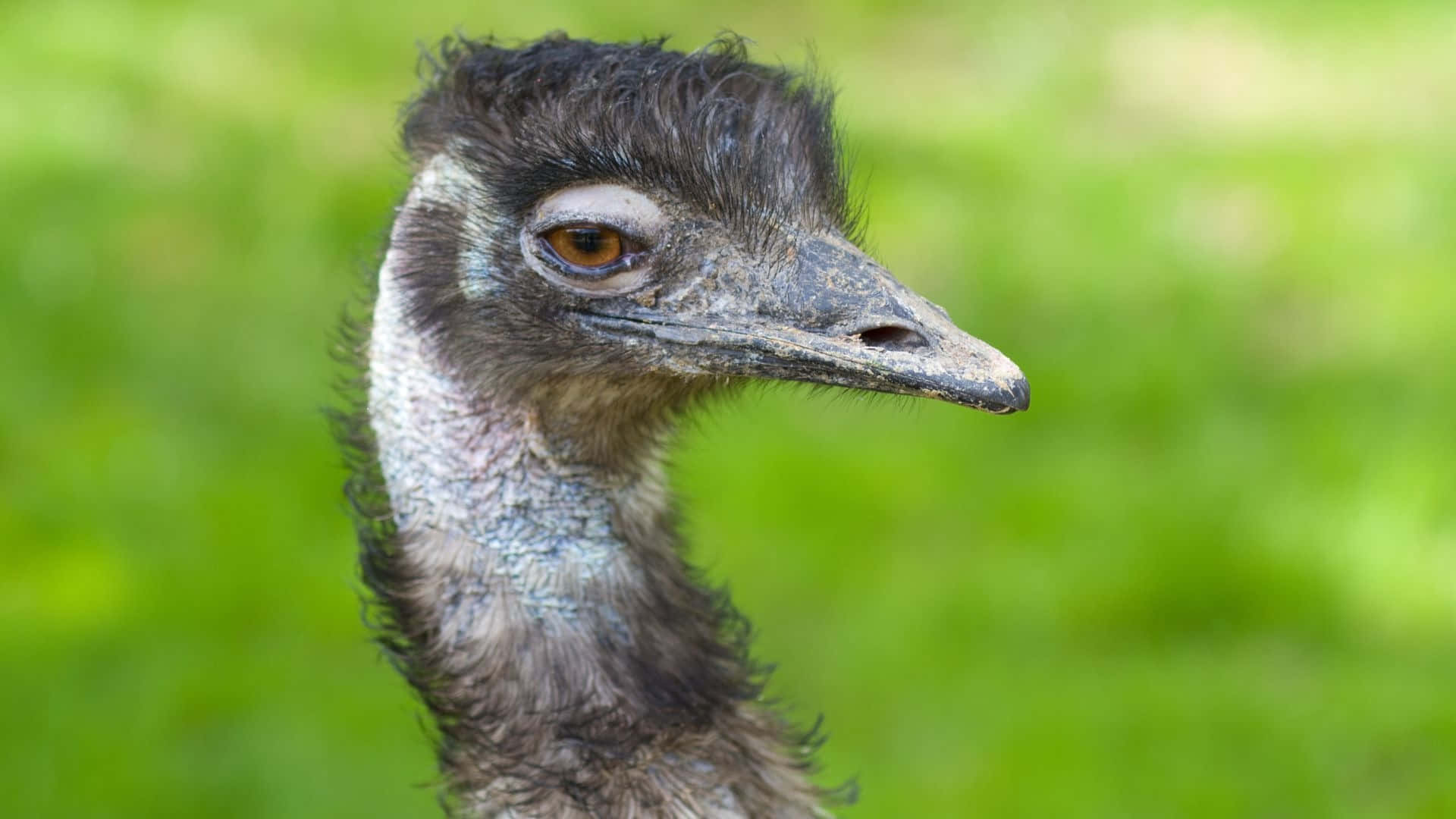 Close Up Emu Portrait Green Background.jpg