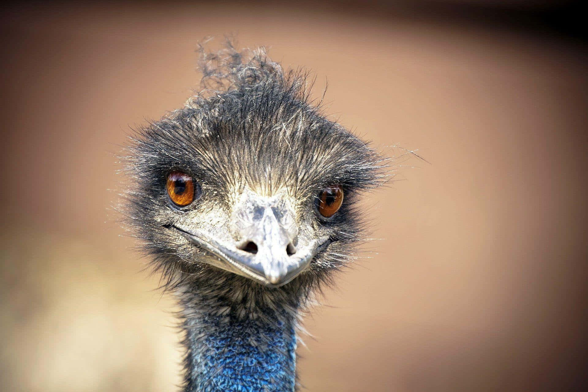 Close Up Emu Portrait