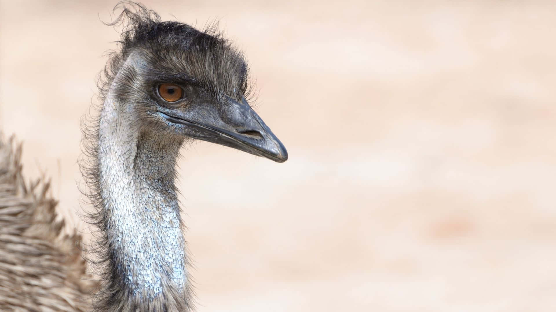 Close Up Emu Portrait.jpg Background