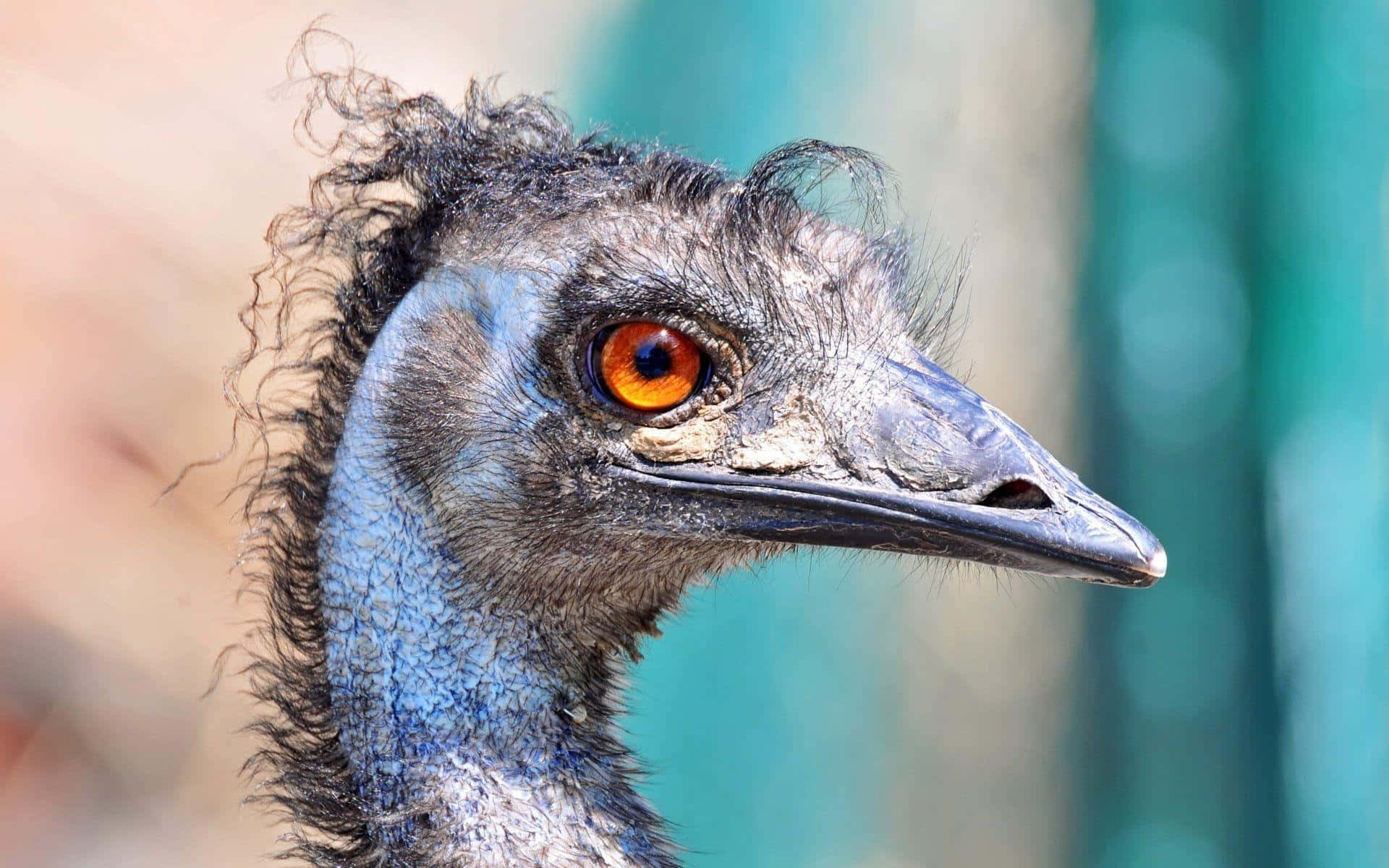 Close Up Emu Portrait.jpg Background