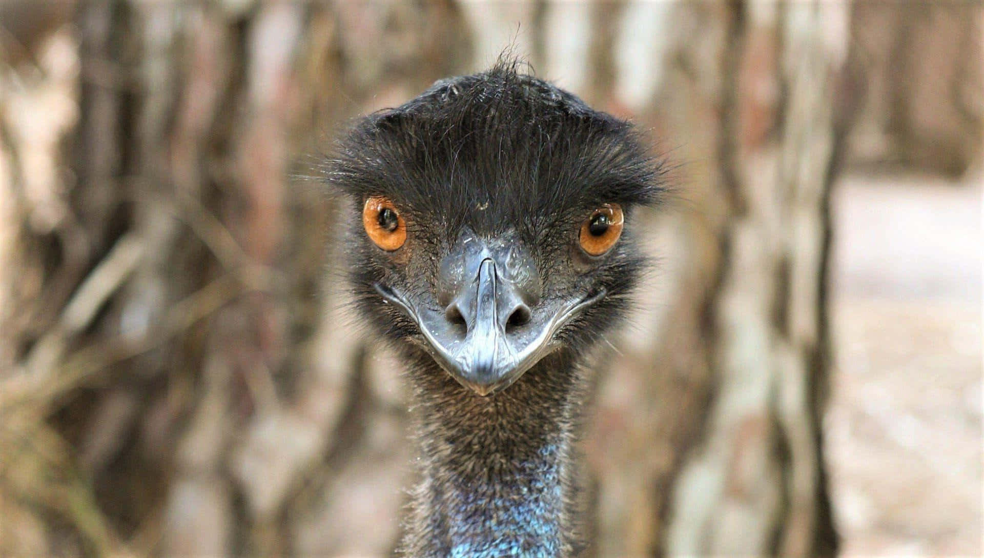 Close Up Emu Portrait.jpg Background