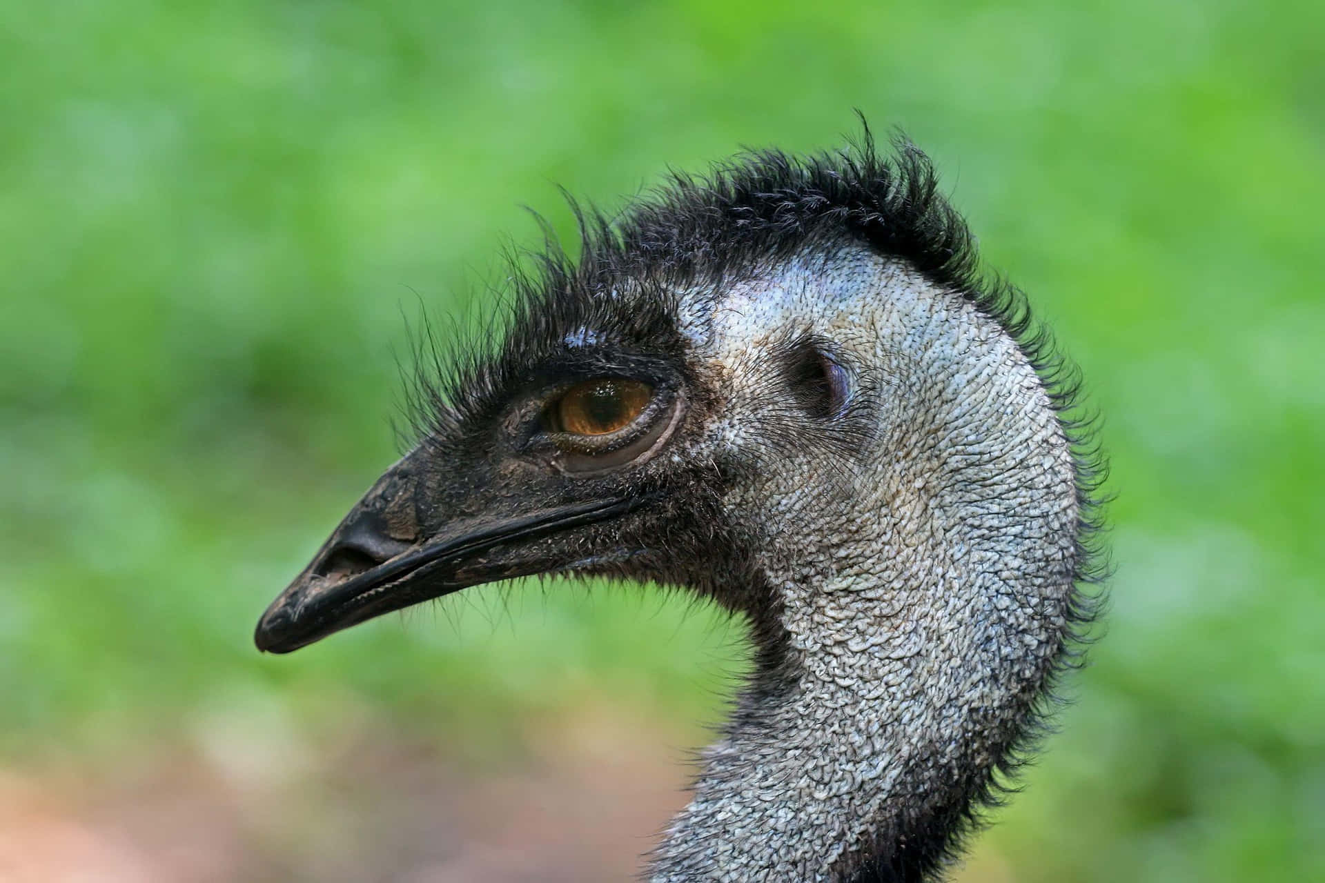 Close Up Emu Portrait