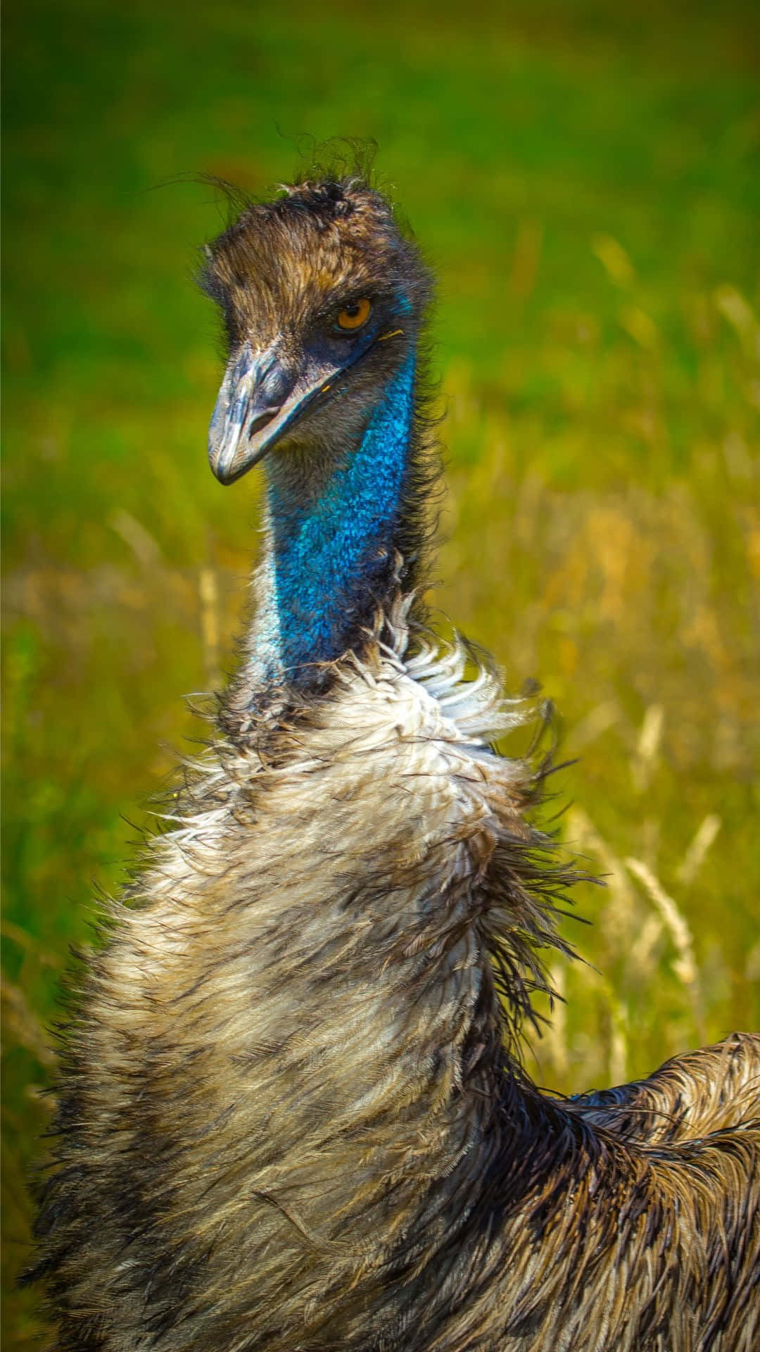 Close Up Emu Portrait Background