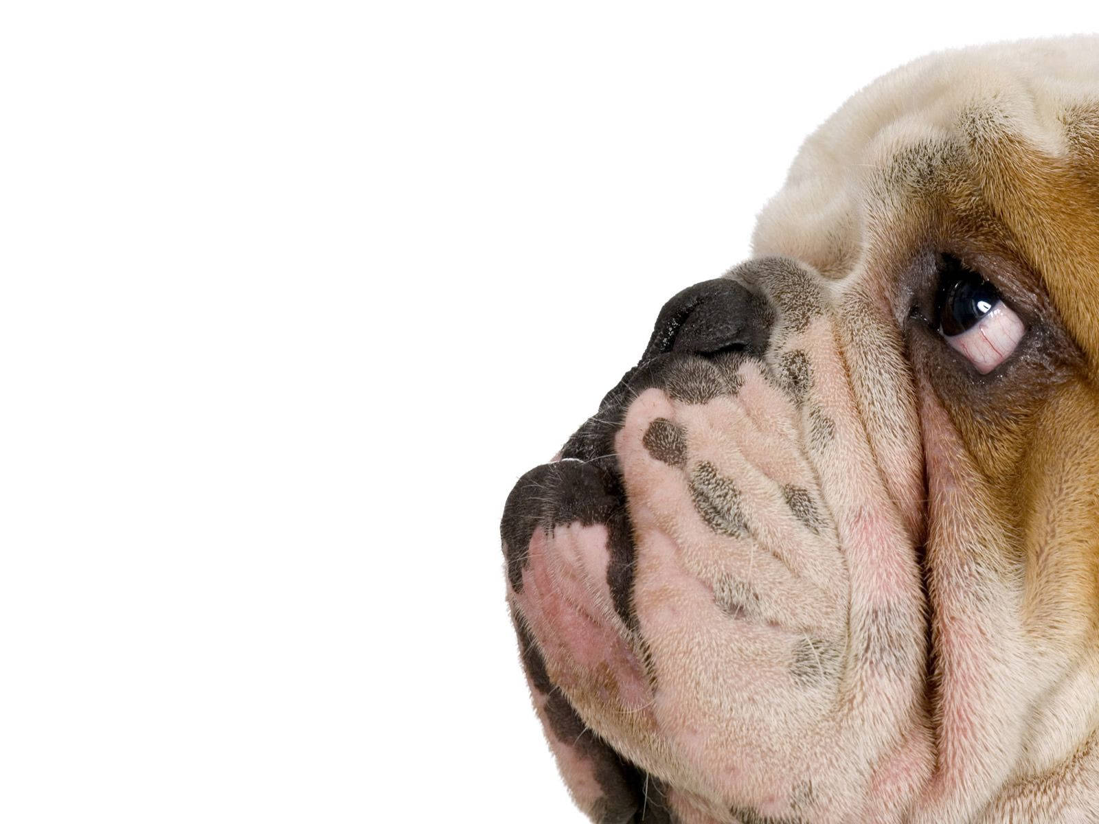 Close Up English Bulldog