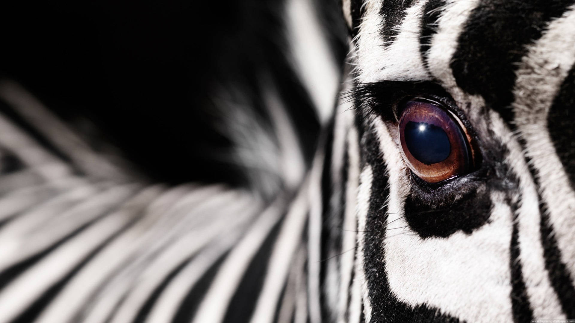 Close-up Eye Of Zebra Background