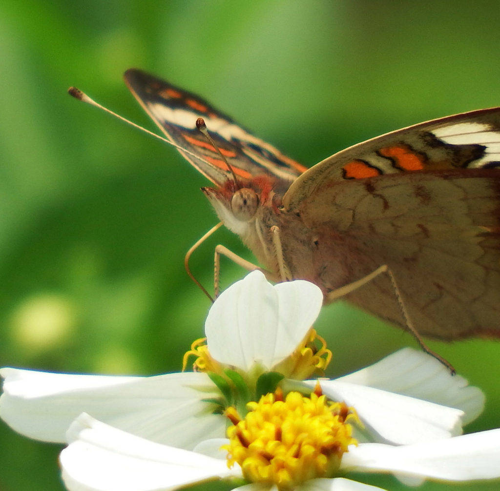 Close-up Eyes Butterfly On Flower Background