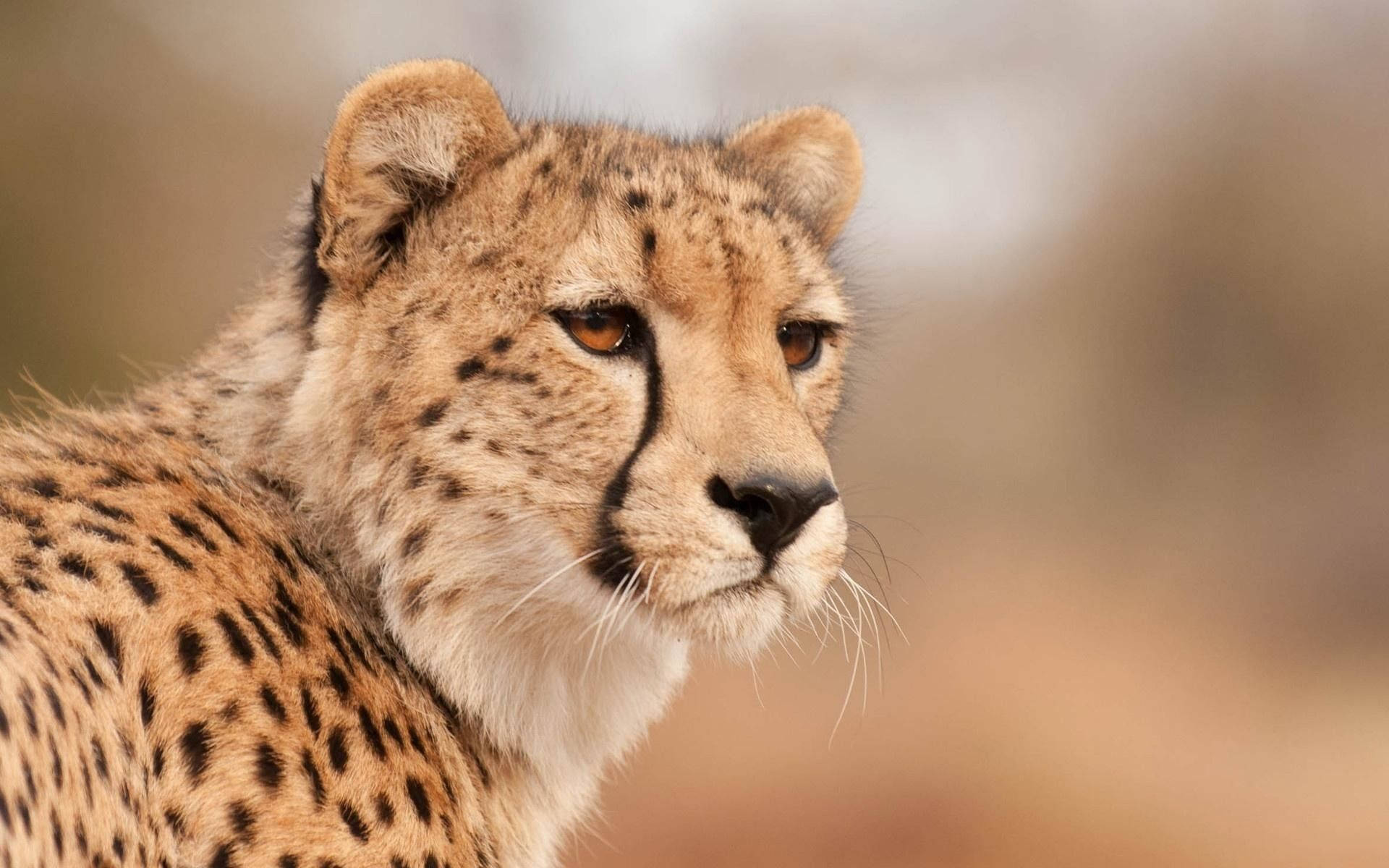 Close-up Face Of A Cheetah Background